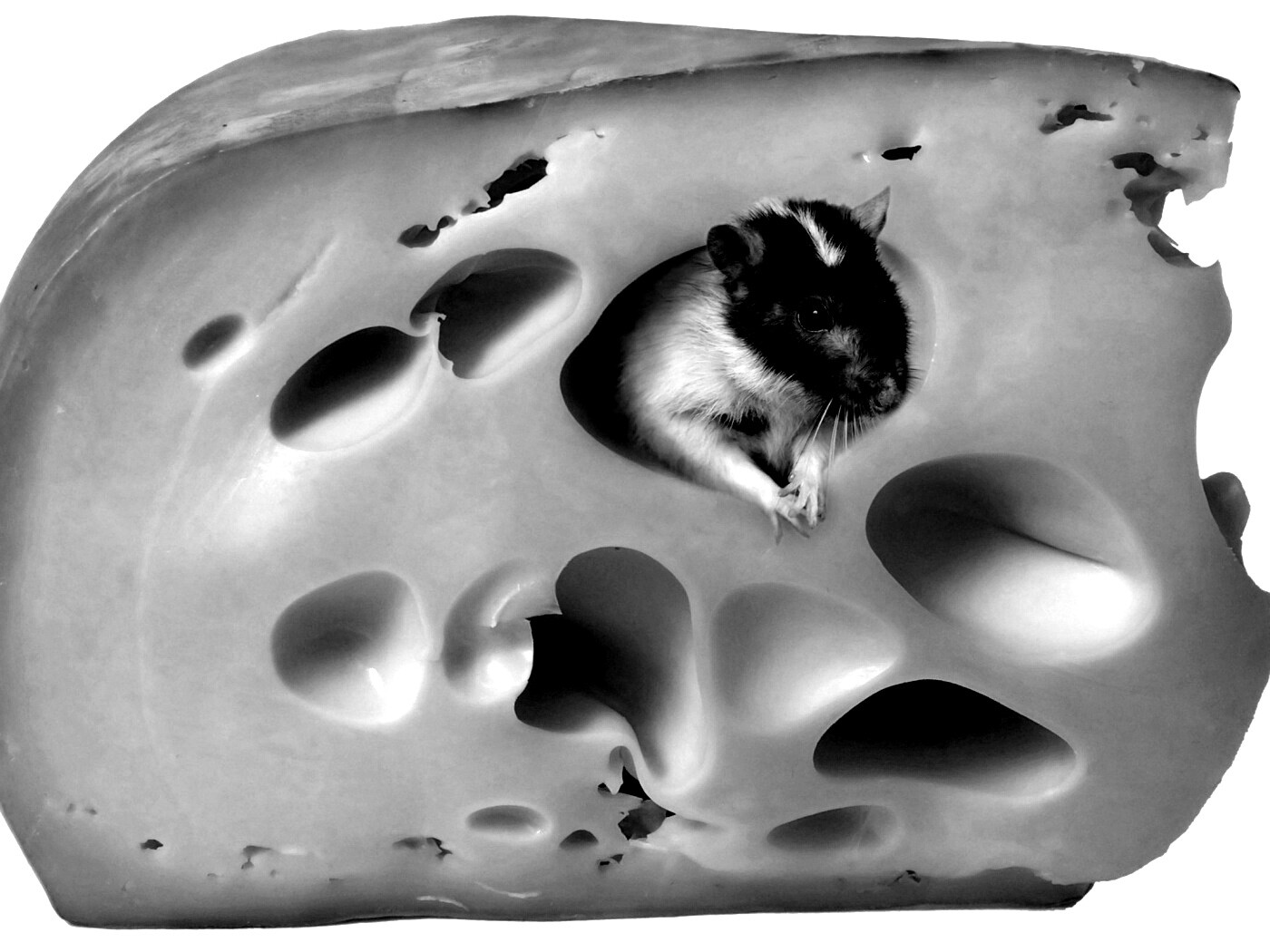 Мышка в сыре обои