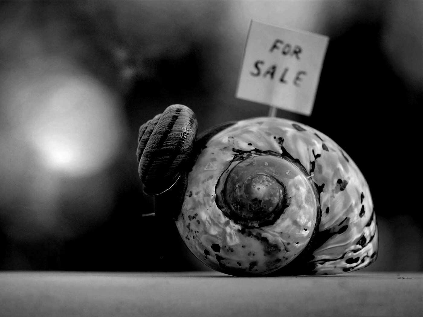 Улитка приматрвиает новый дом обои