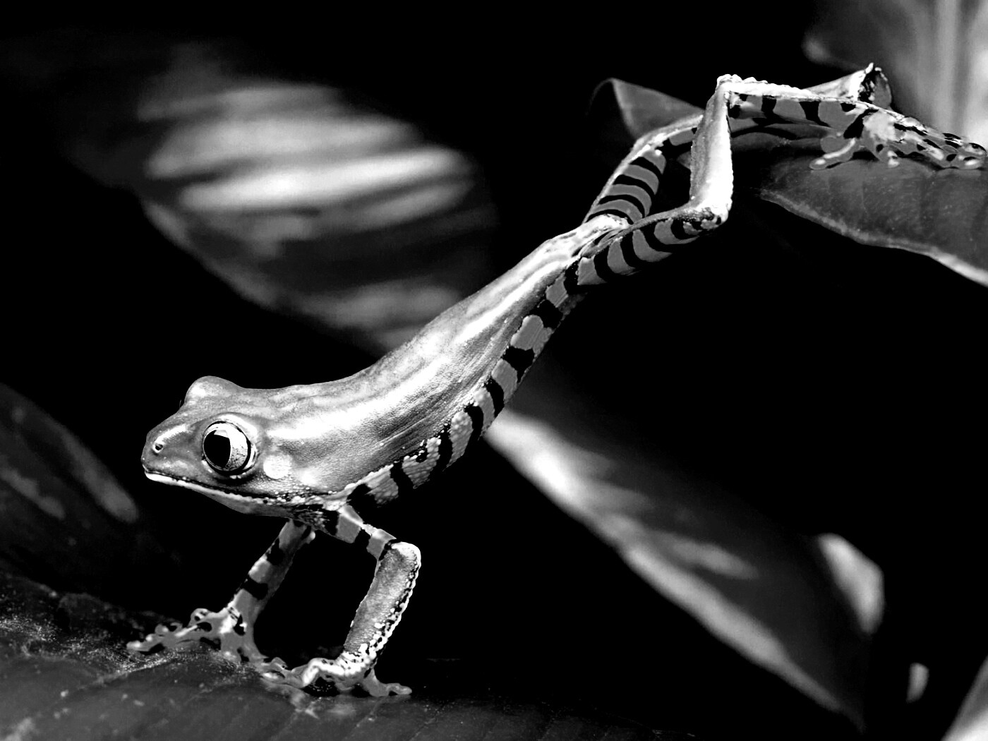 Лягушка переползает с листа на лист обои