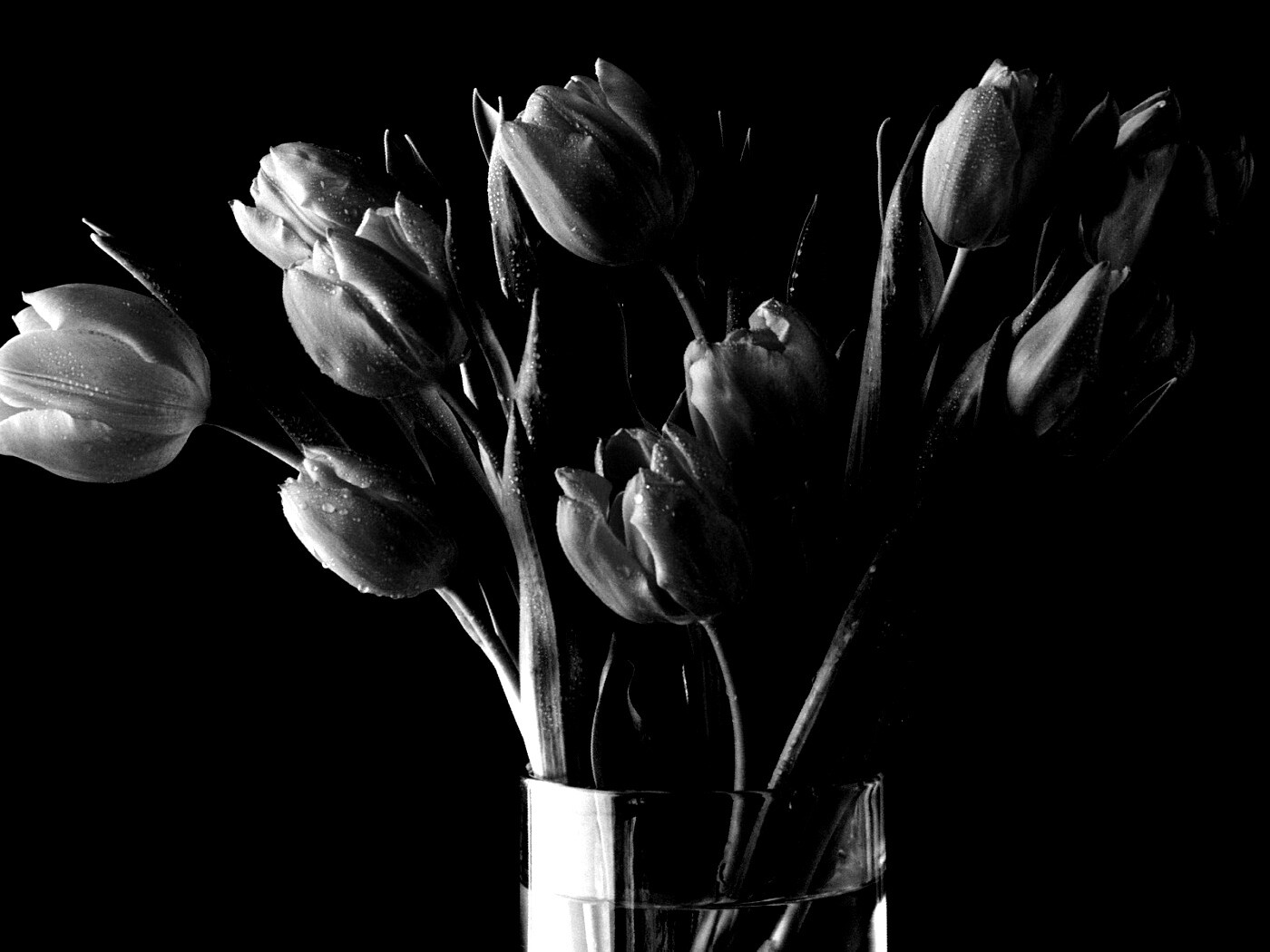 Букет тюльпанов обои