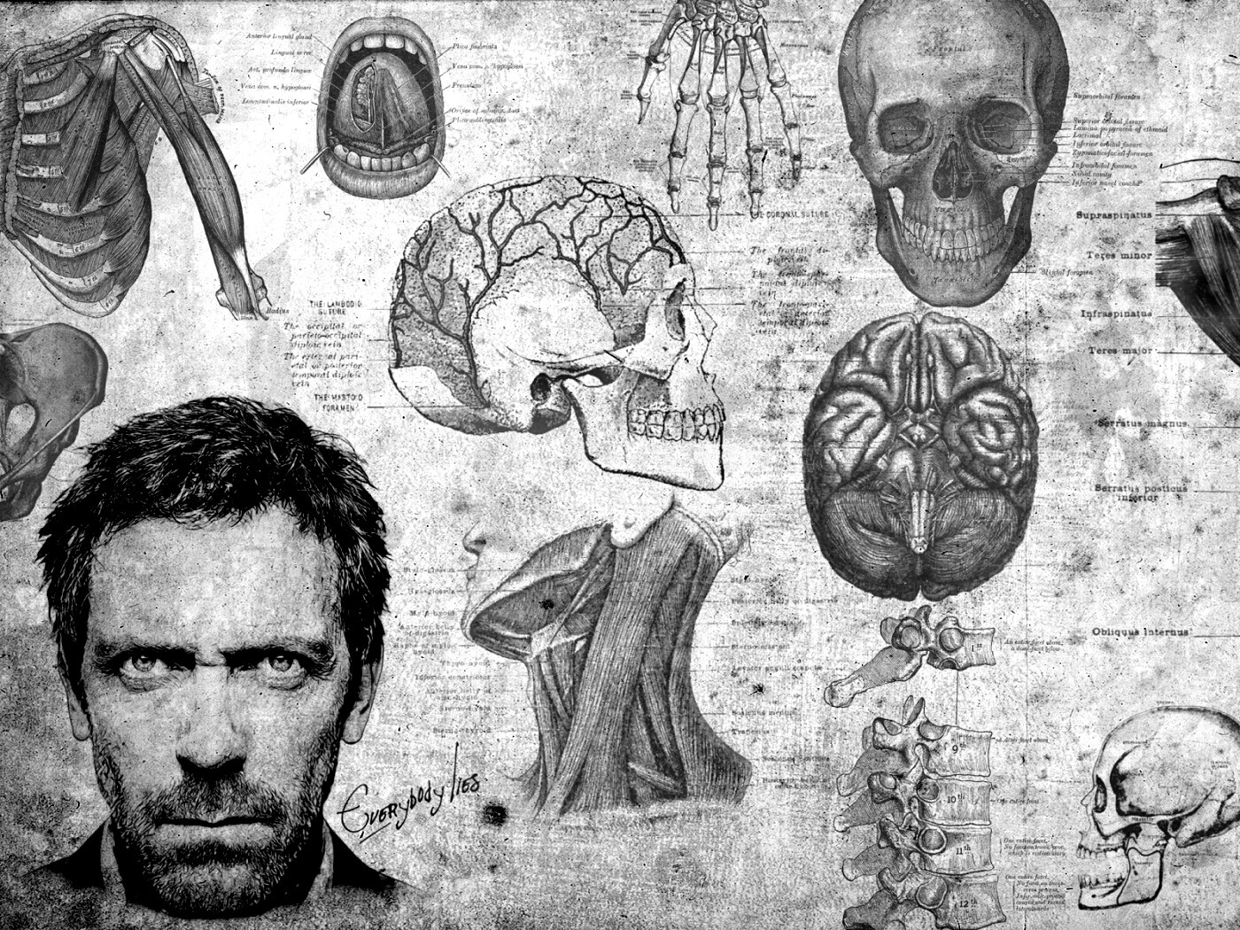 Анатомические рисунки доктора Хауса обои