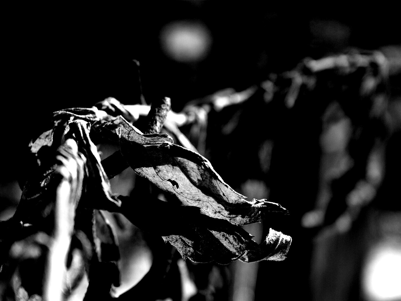 Сухие листья на железном заборе обои