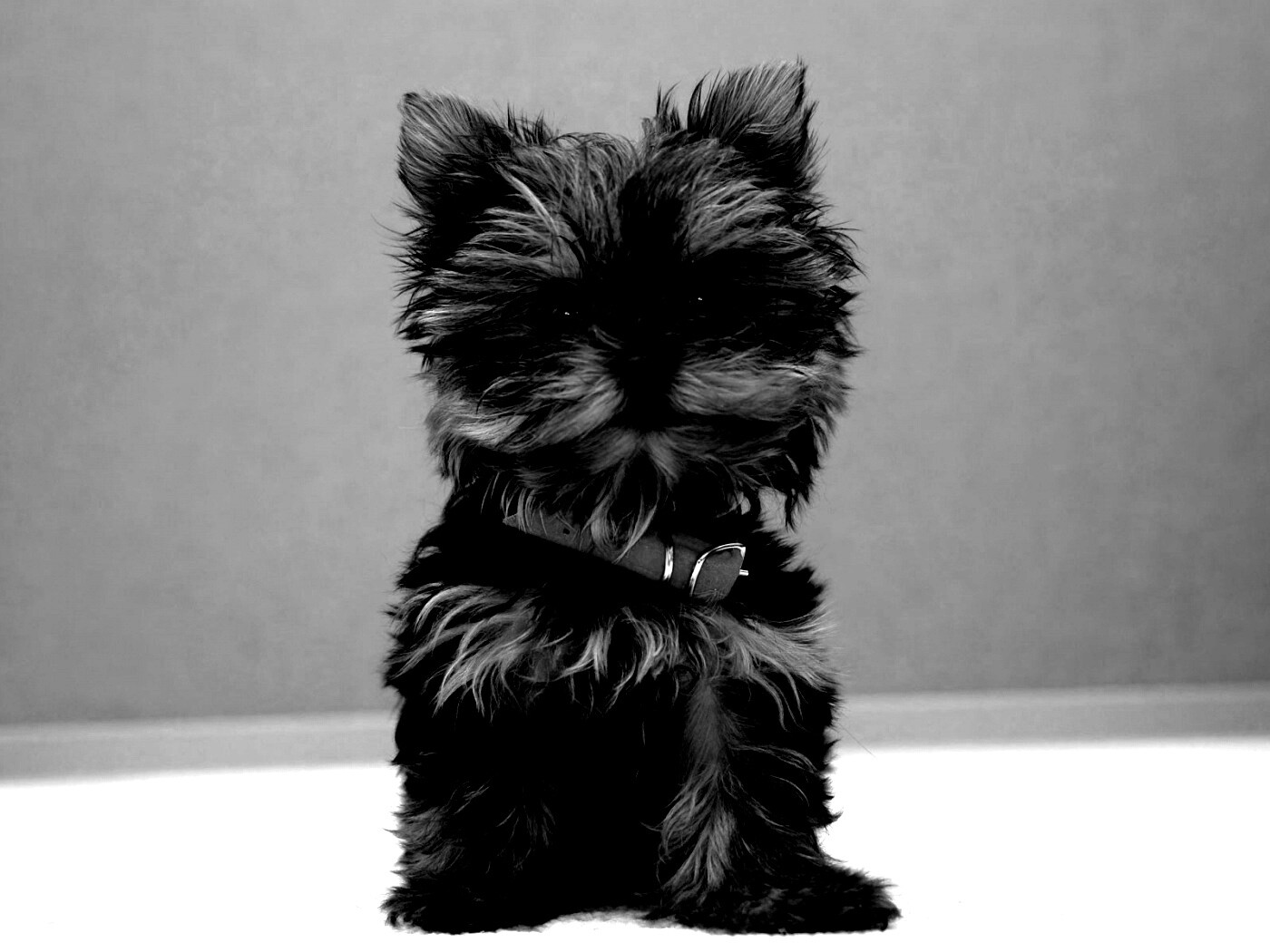 Щенок в красном ошейнике обои