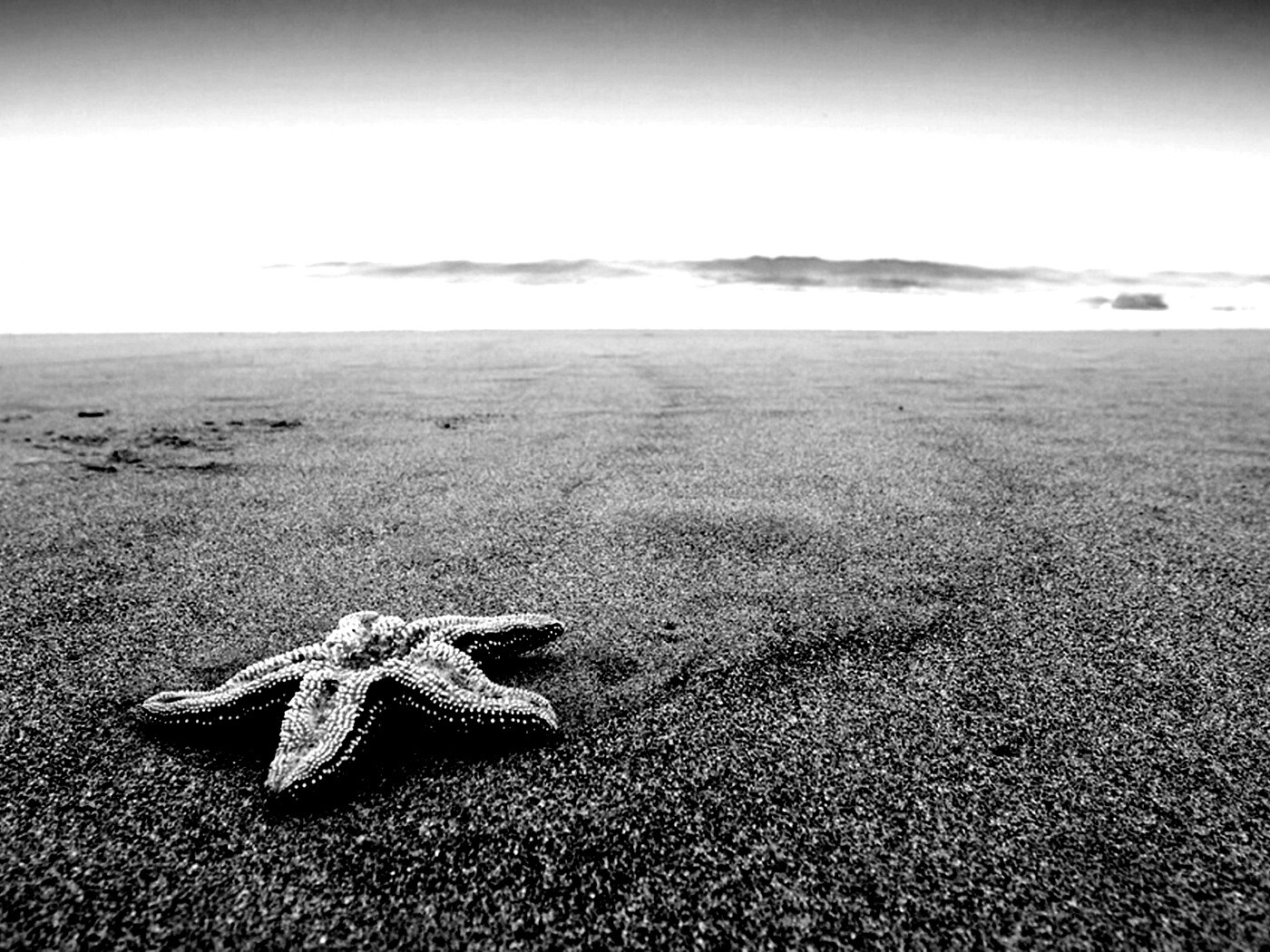 Морская звезда на бесконечном пляже обои