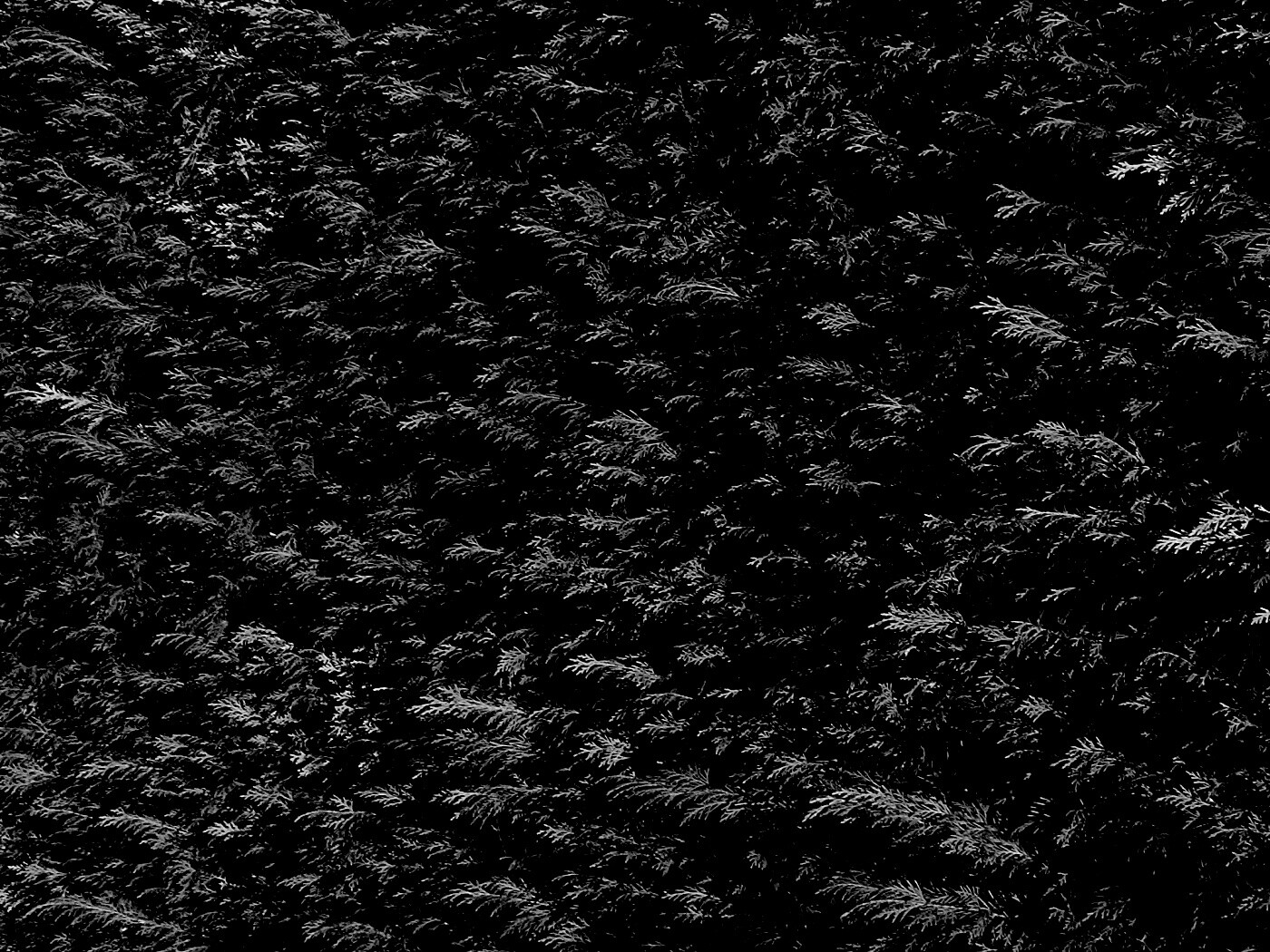 Густые хвойные заросли обои