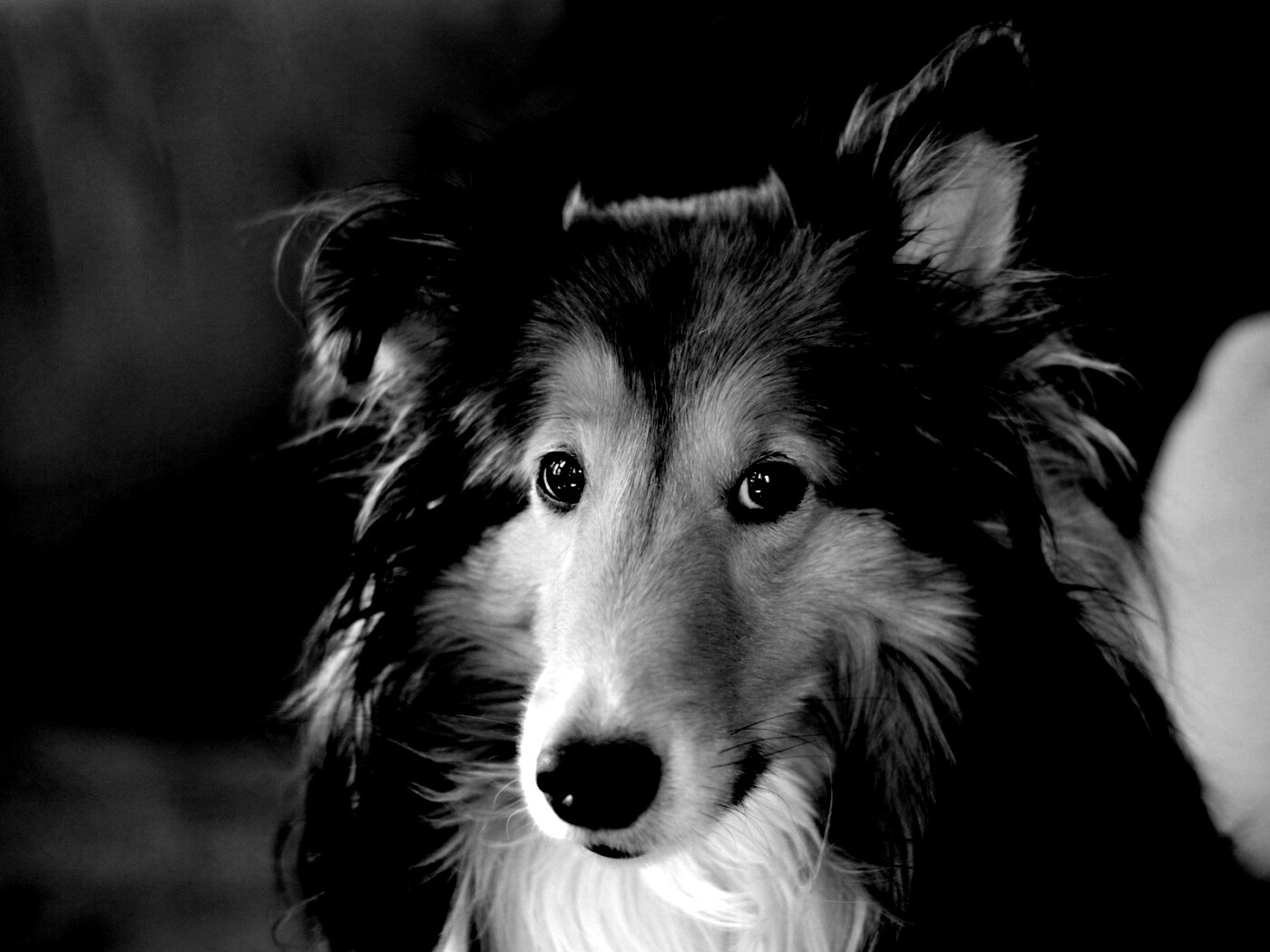 Колли с умными глазами обои