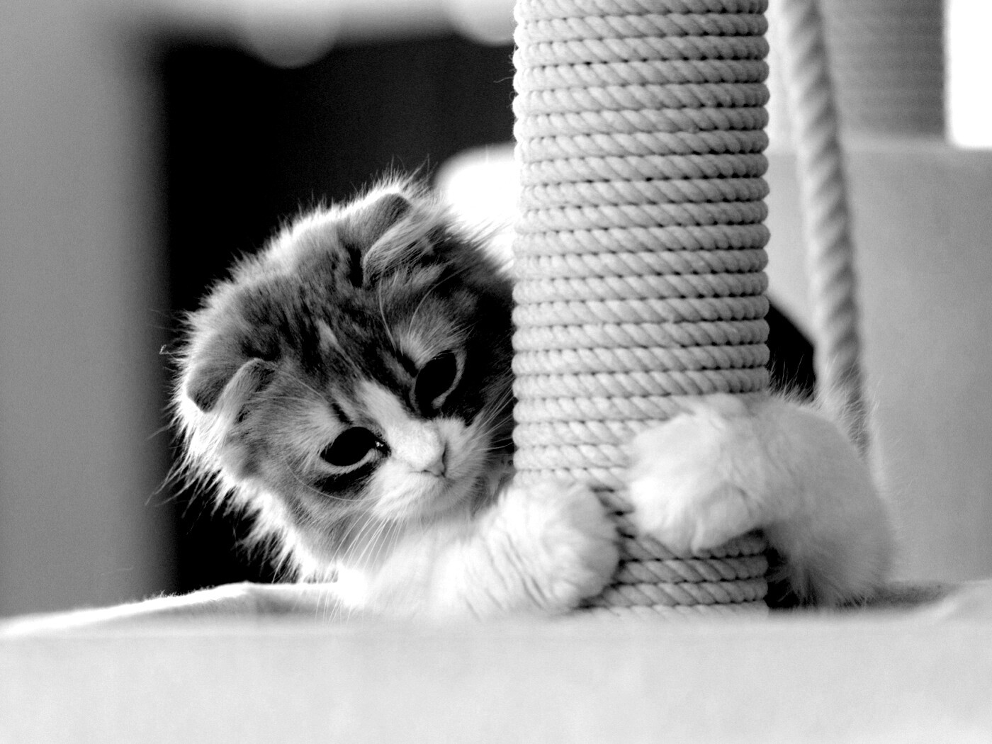 Пушистая кошка с когтеточкой обои