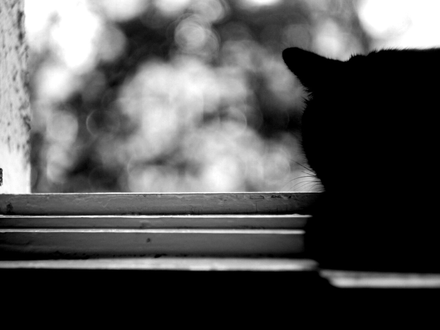 Дремлющий на окне черный кот обои