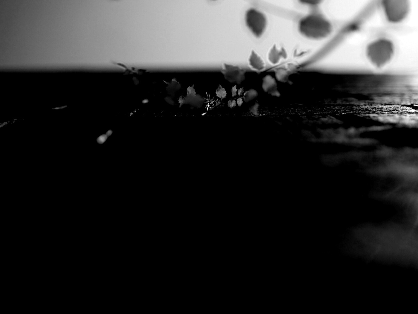 Зеленые ростки в стене обои