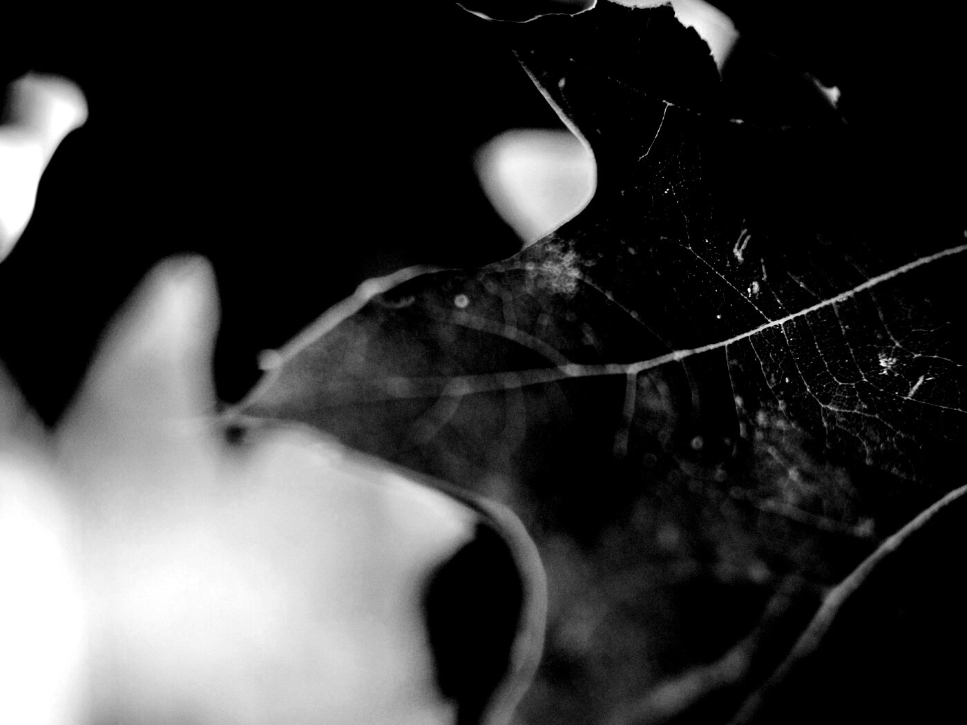 Темно-зеленый лист в макро обои