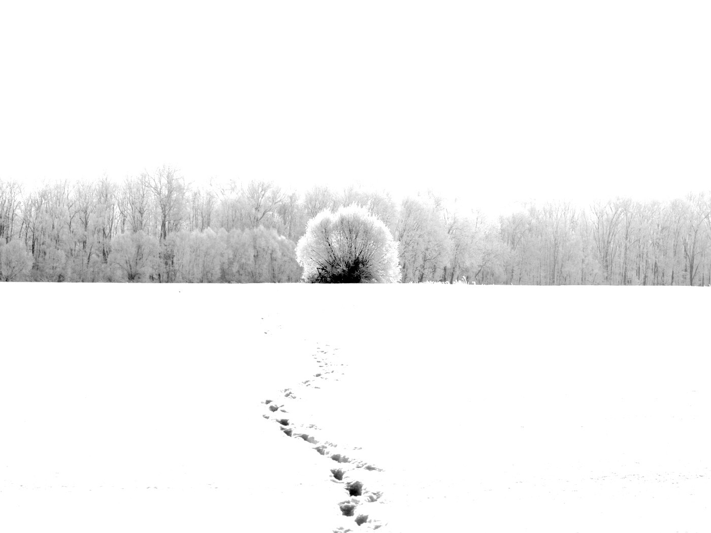 Следы на снегу обои