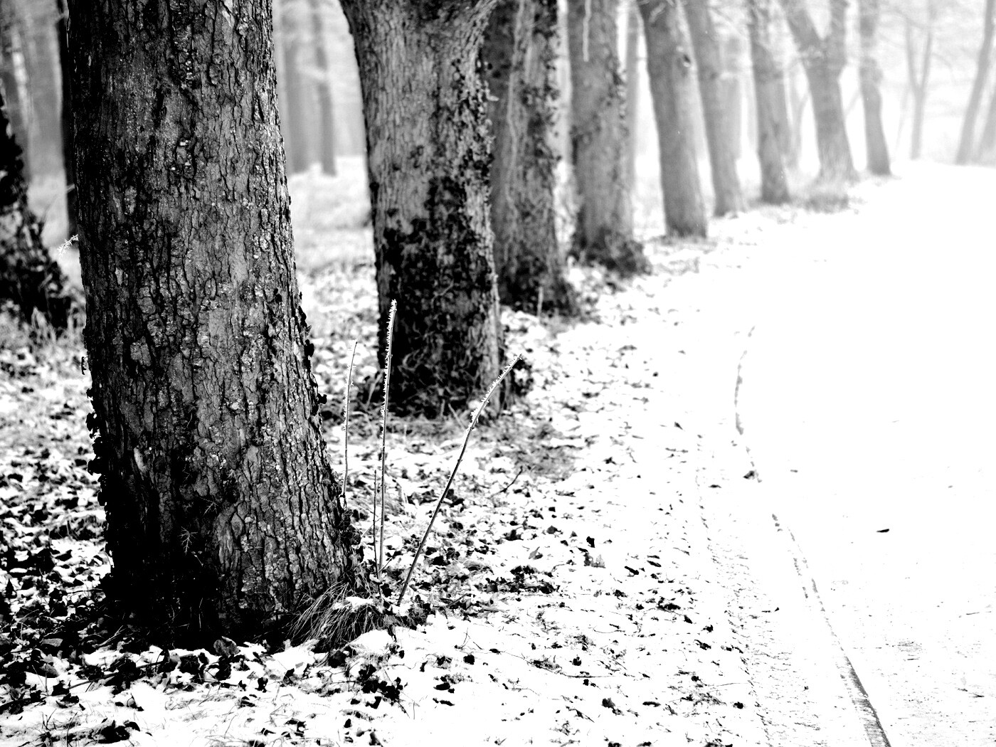 Дорога в зимнем лесу обои