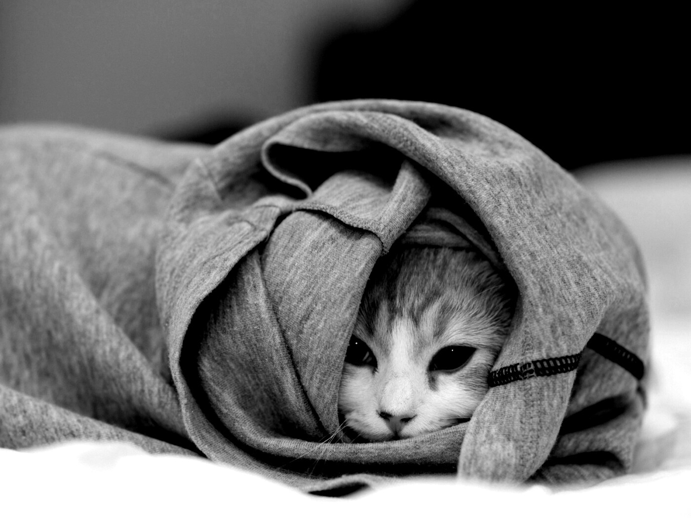 Закутавшийся в футболку кот обои