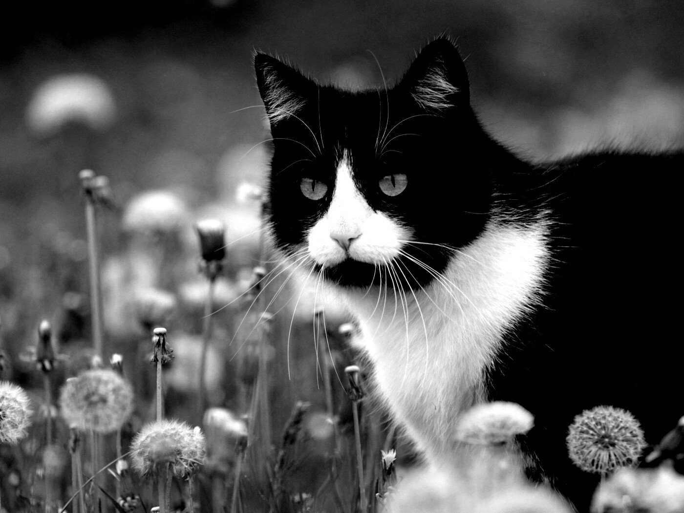 Кот в одуванчиках обои