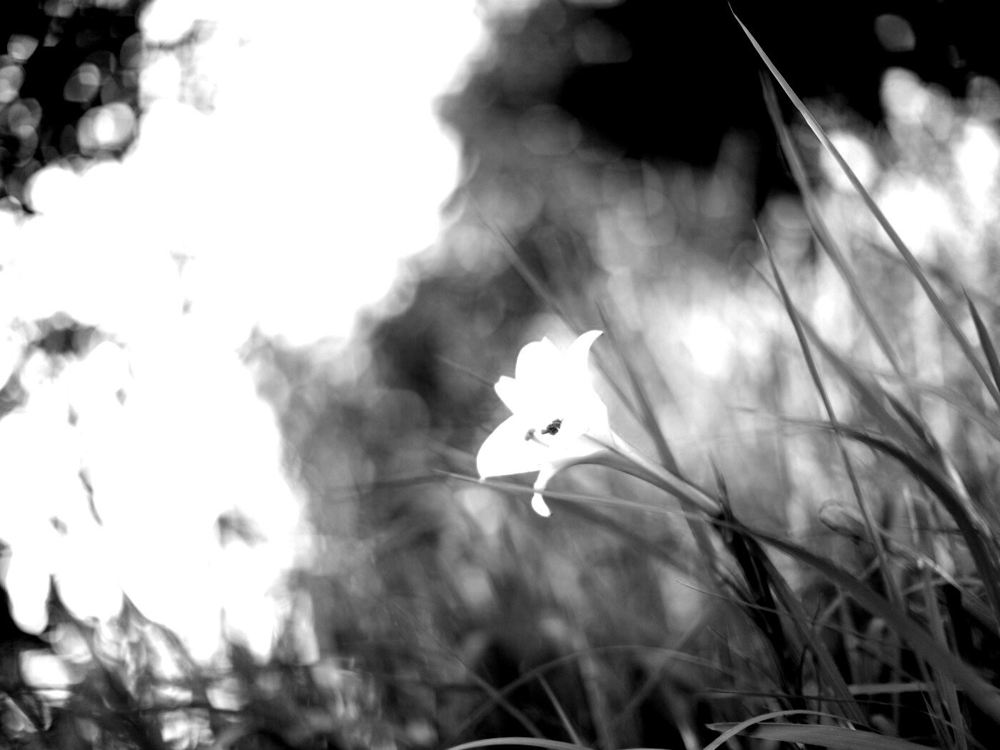 Цветок затерявшийся в траве обои