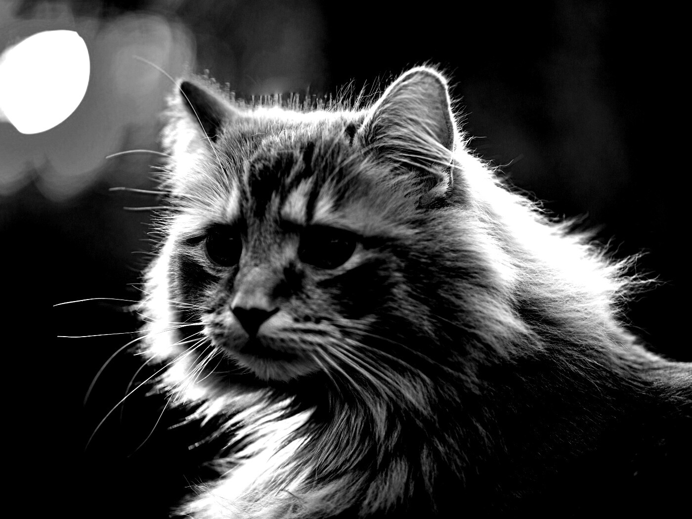 Рыжий кот в лучах солнца обои