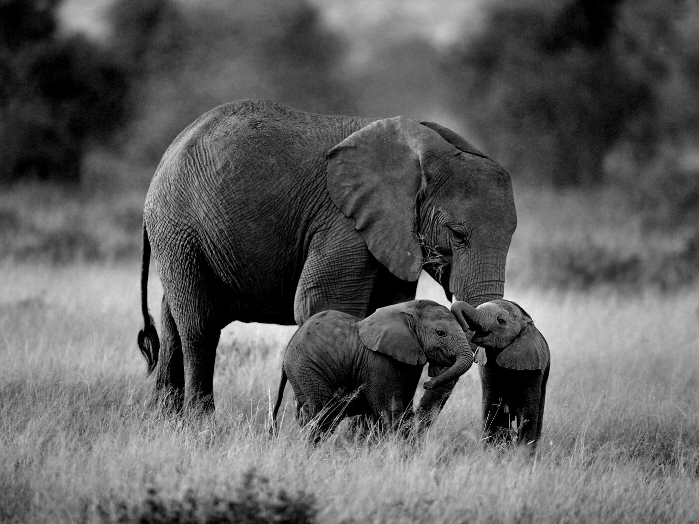 Слоны в национальном парке обои