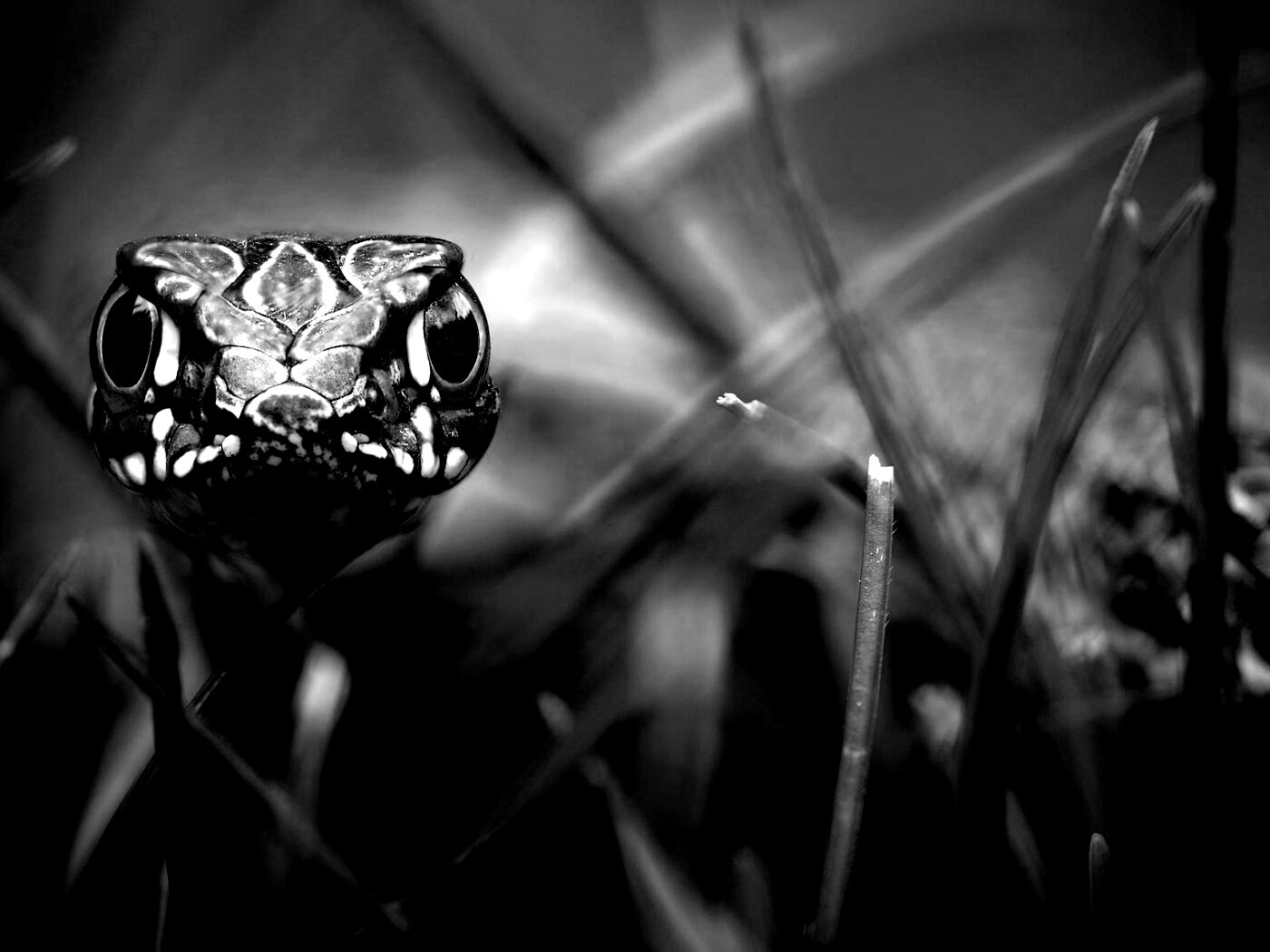 Змея в траве обои