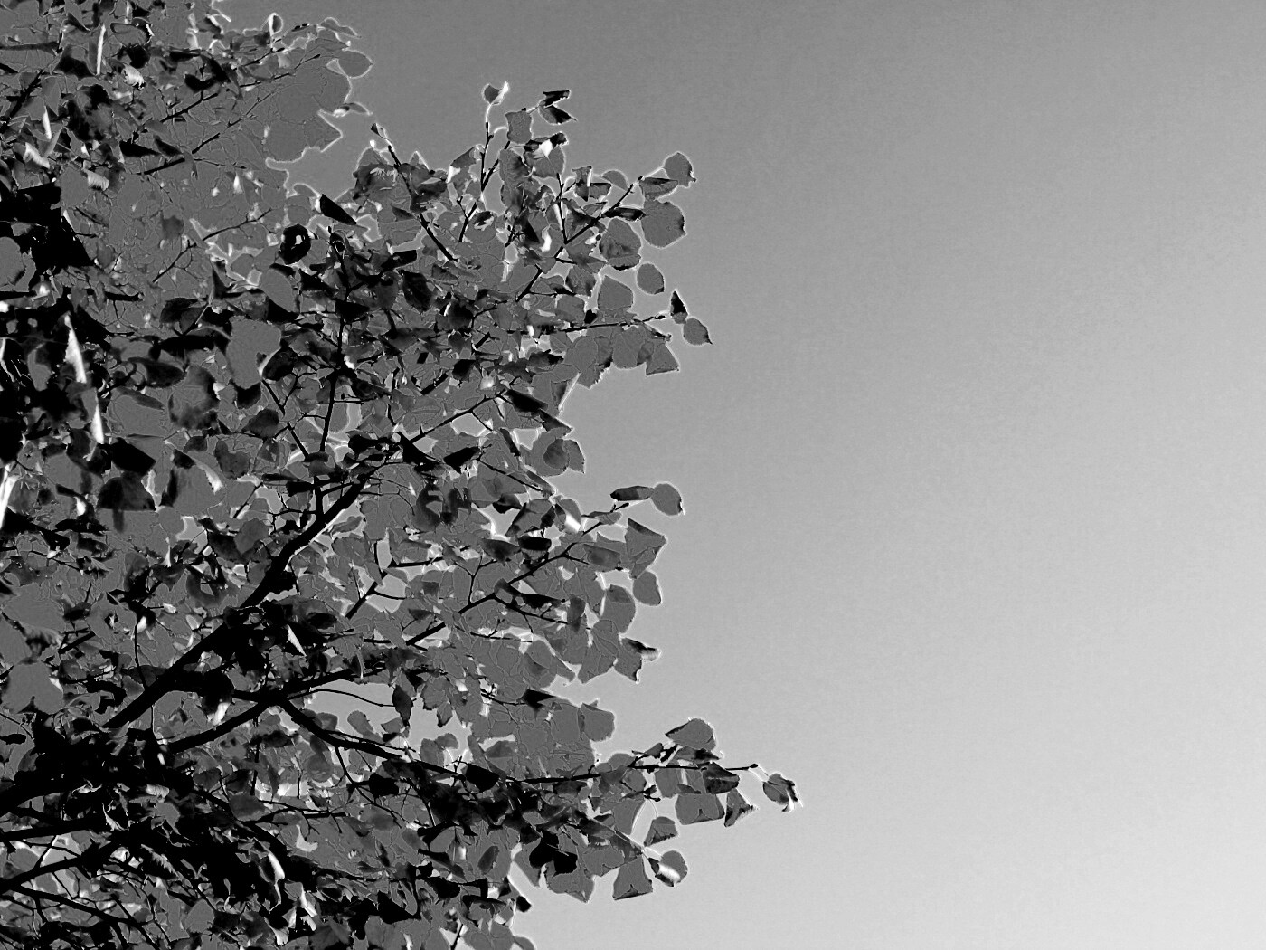 Ветви с пожелтевшими листьями на фоне неба обои