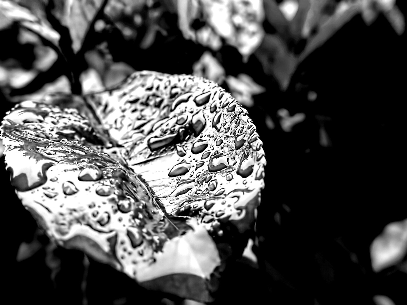 Красный лист в каплях воды обои