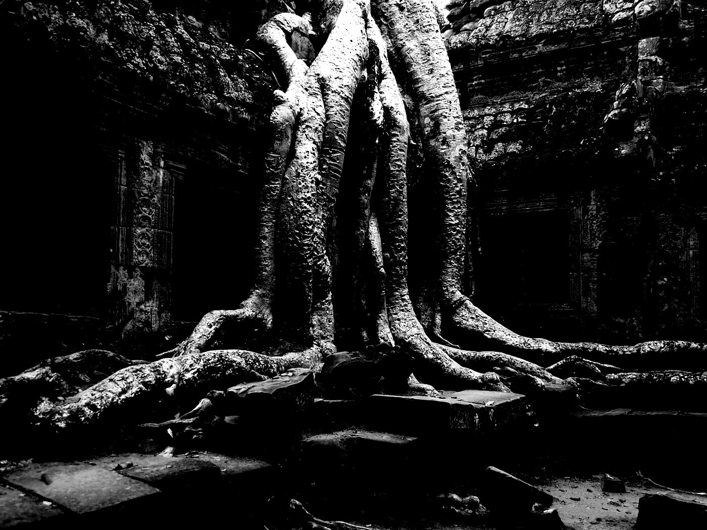 Мощные корни обои