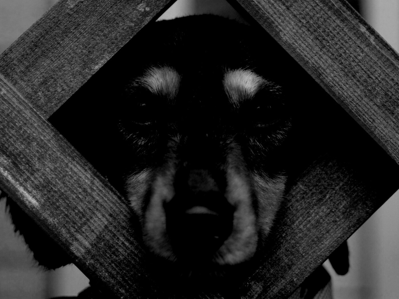 Мордочка в заборе обои