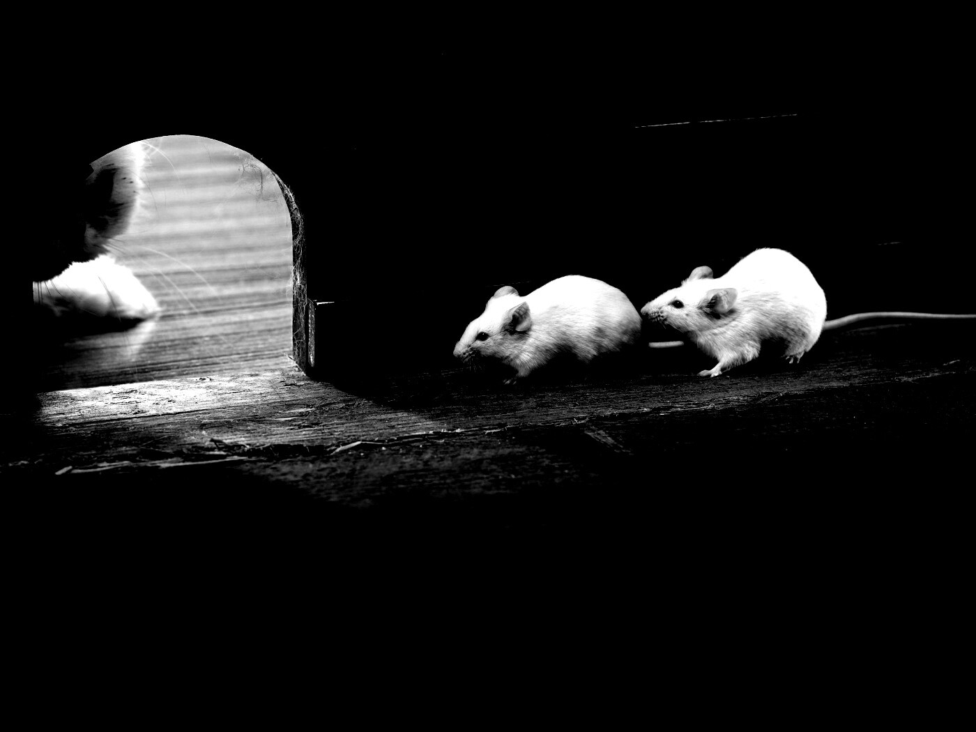 Кошки - мышки обои