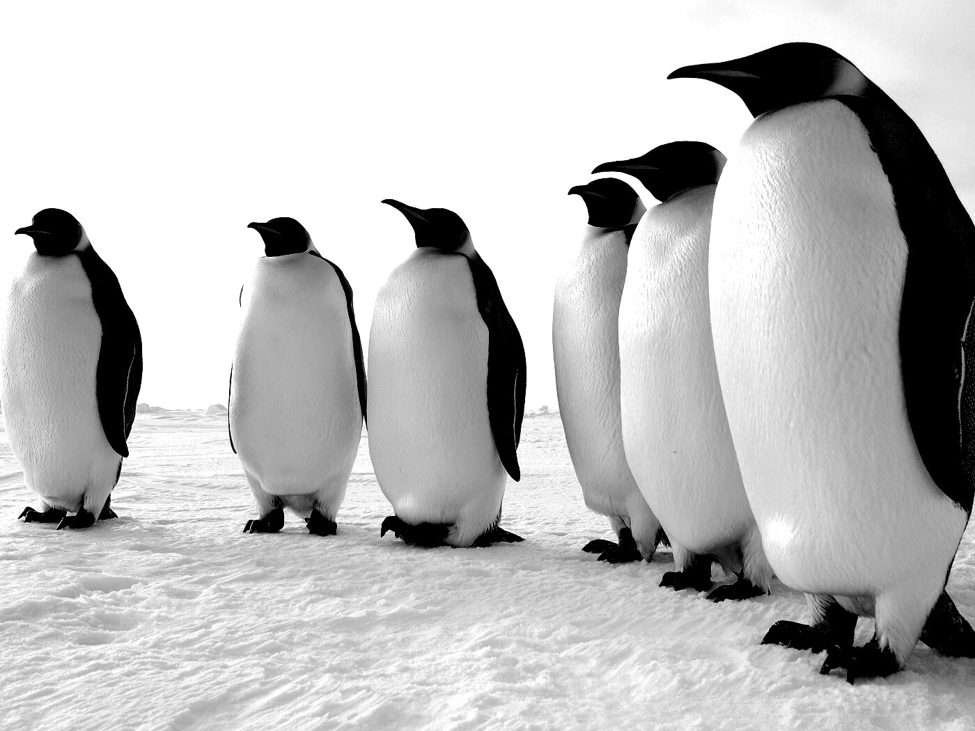 Слет пингвинов обои