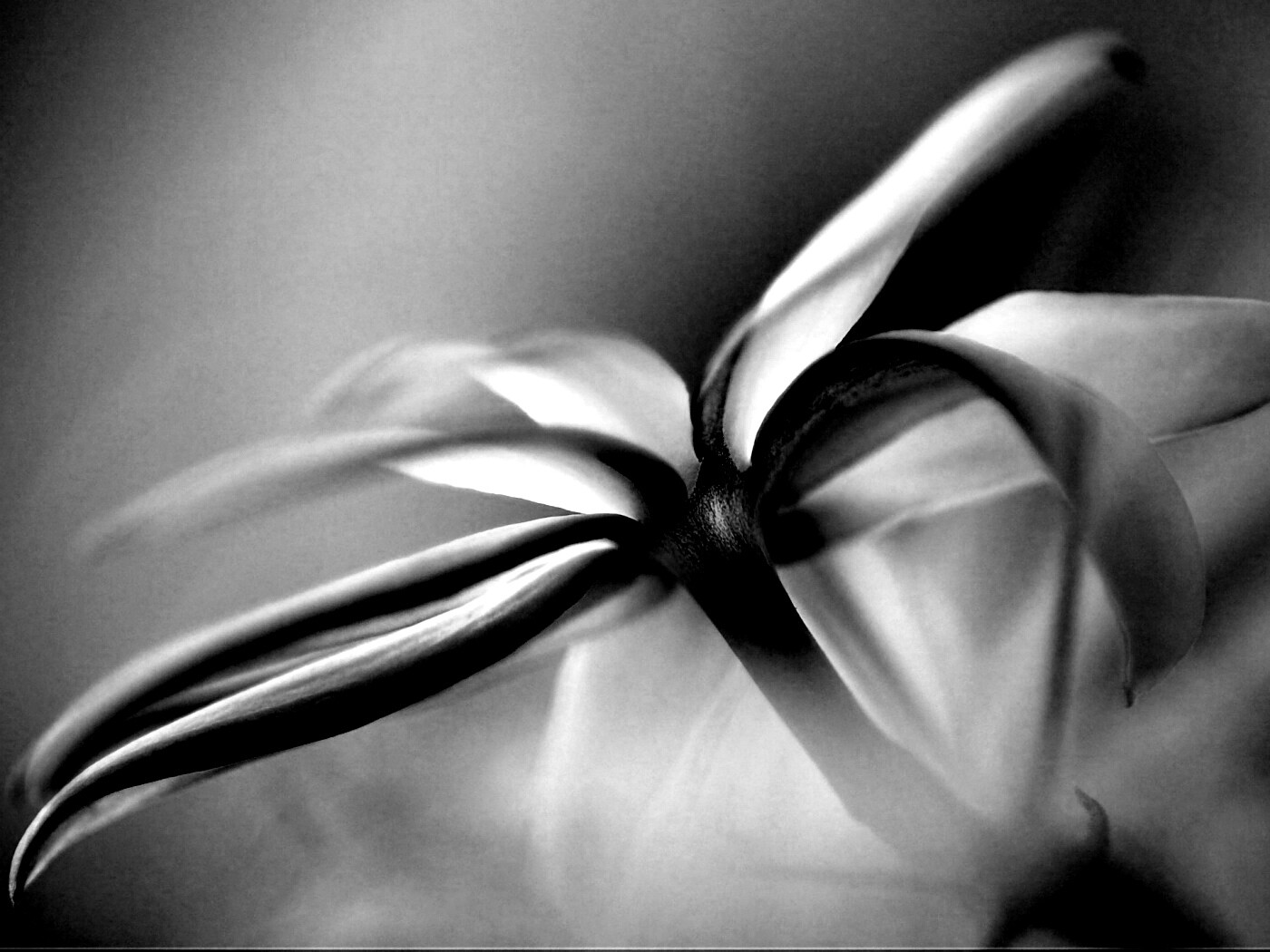 Цветок обои