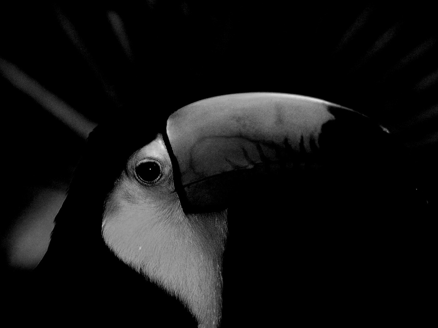 Грустный желтогрудый тукан обои