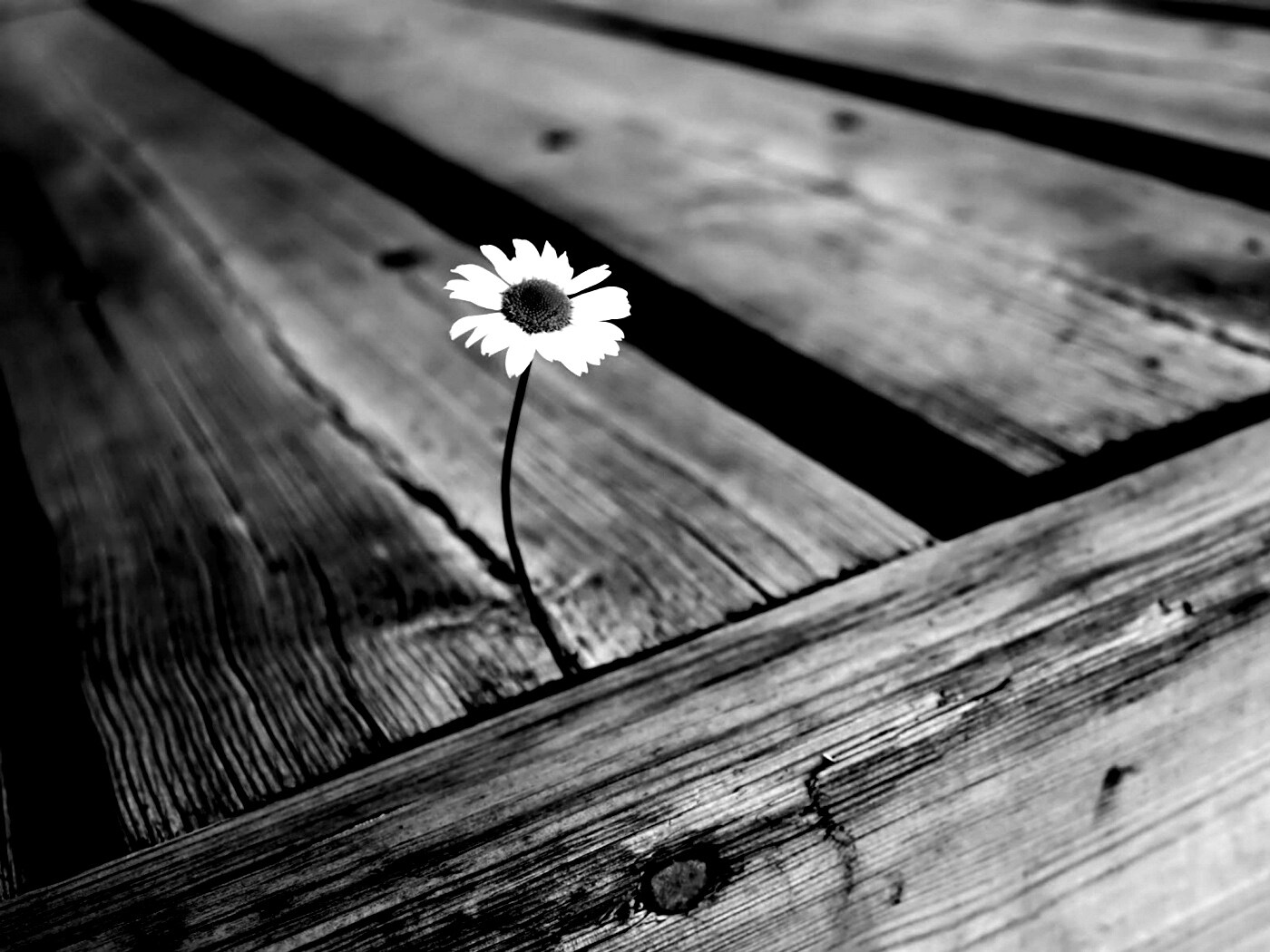 Жизнь среди смерти обои