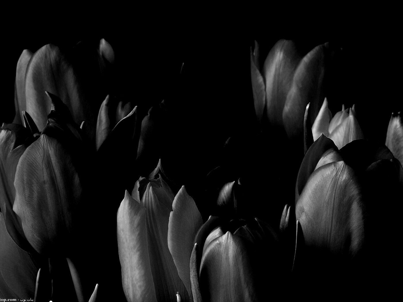 Тюльпаны обои