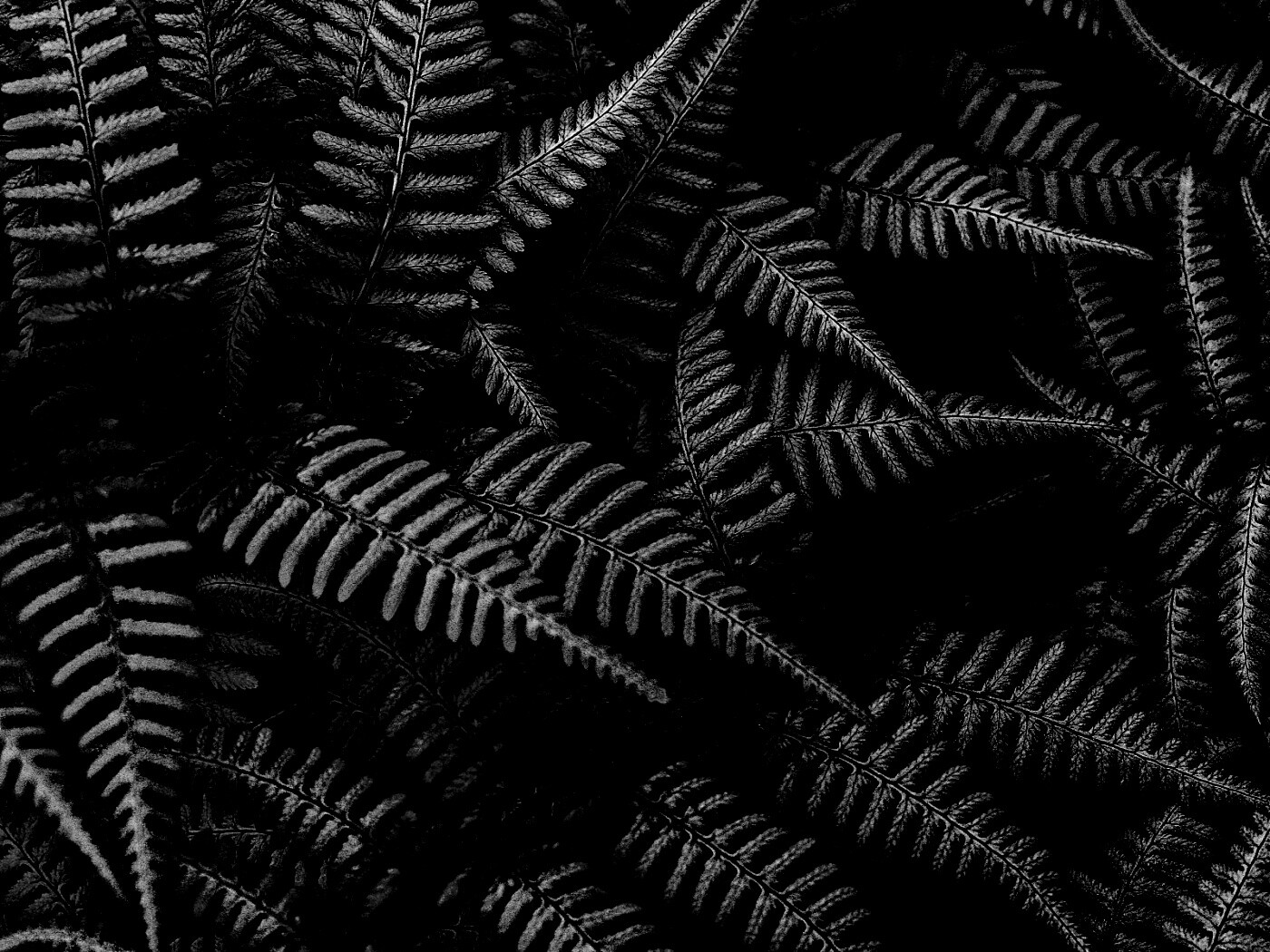 Папоротник обои