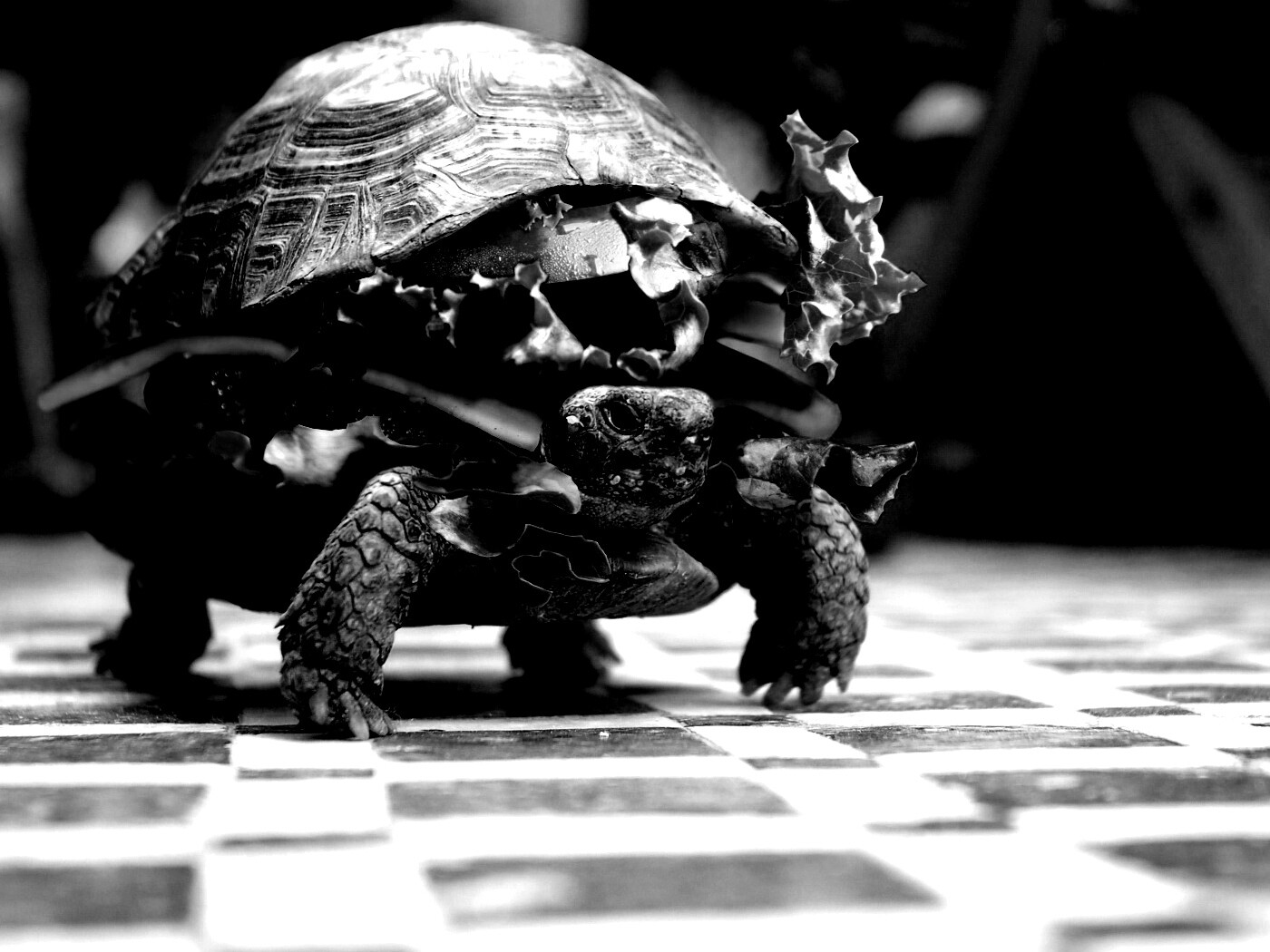 Черепахбургер обои