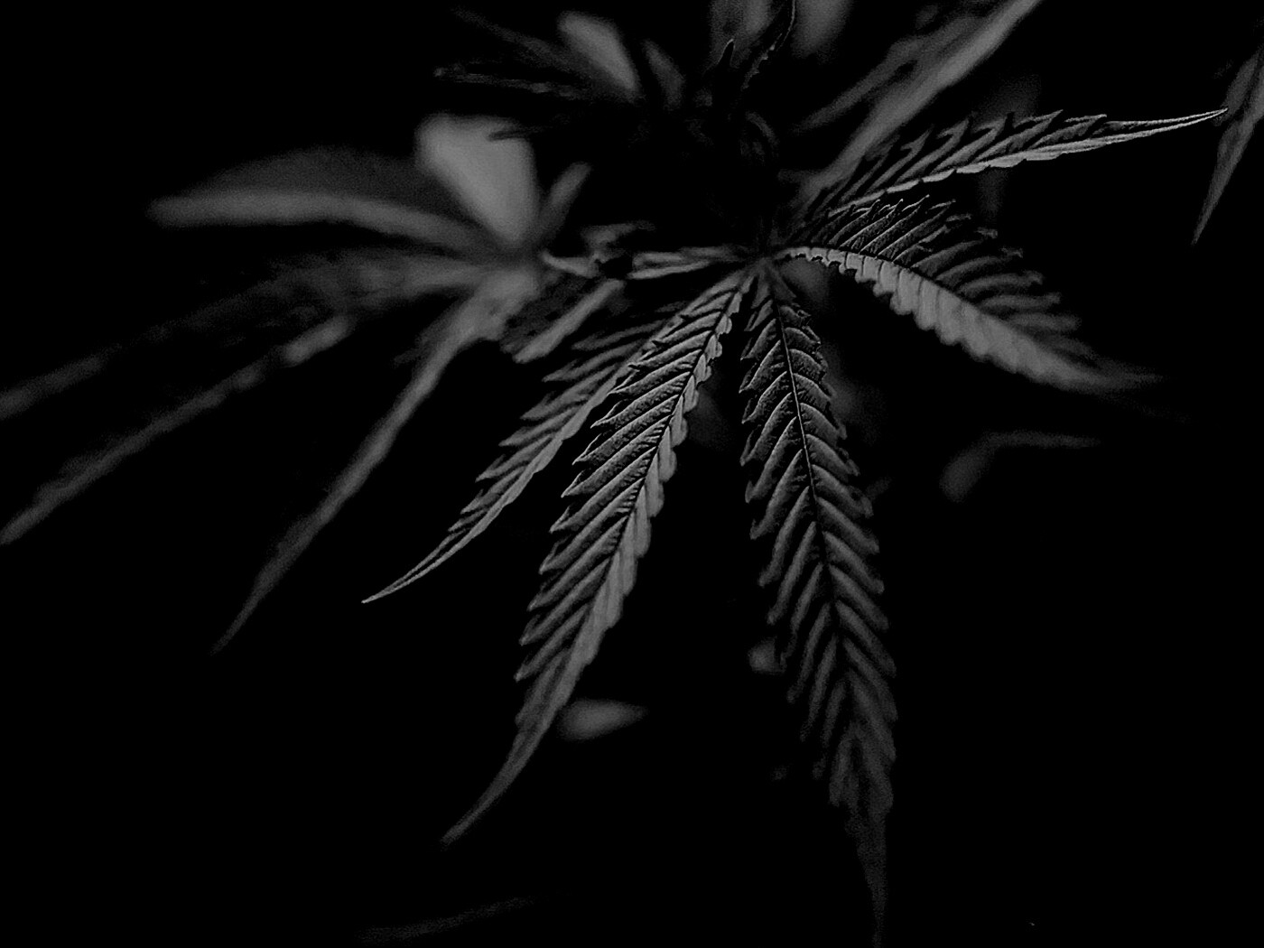 Марихуана обои