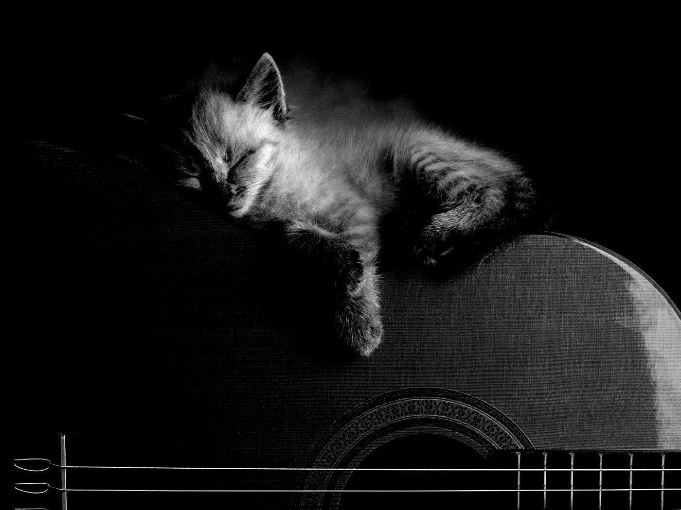 Котенок на гитаре обои