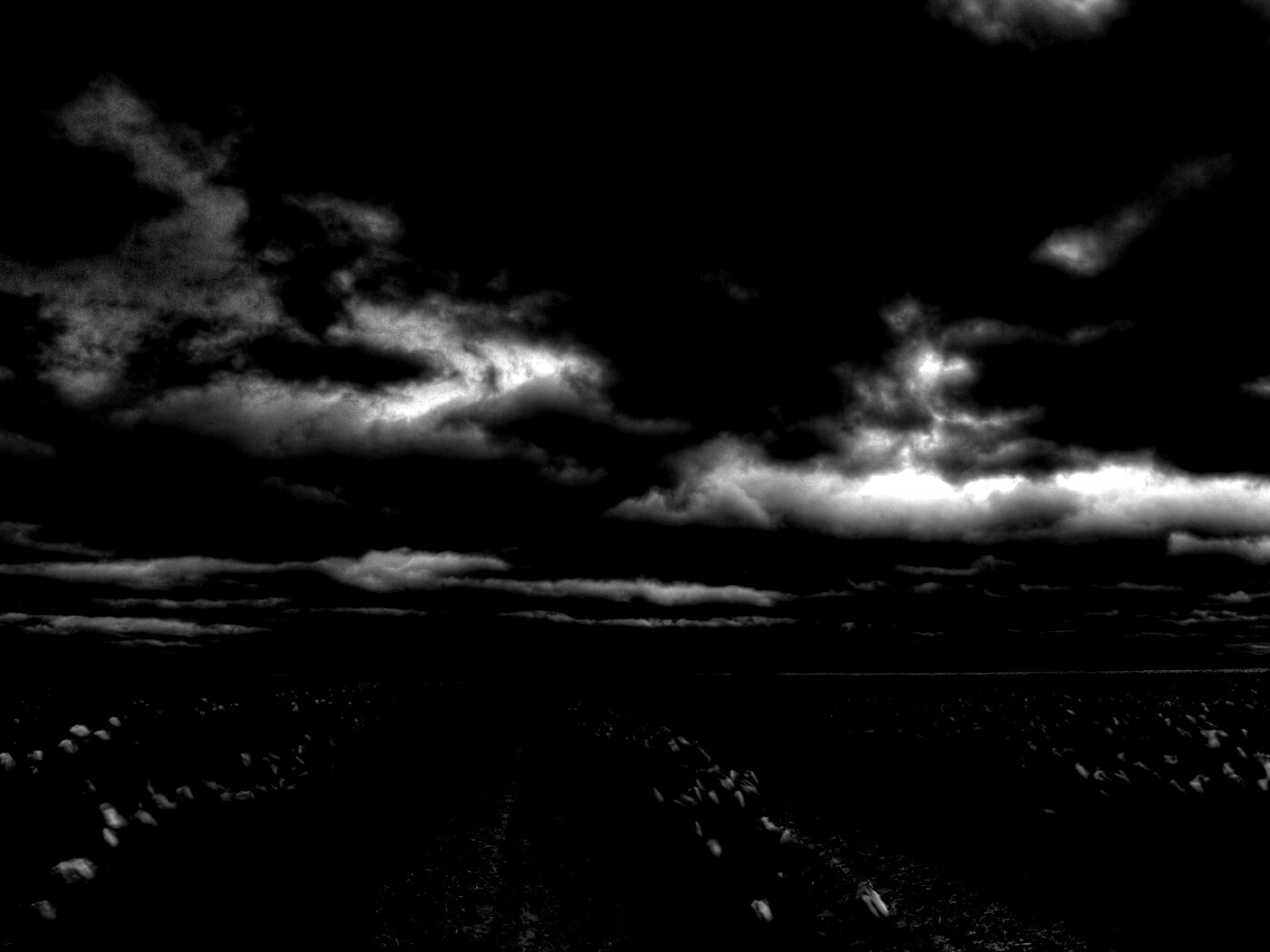 Цветочное поле под грозовым небом обои