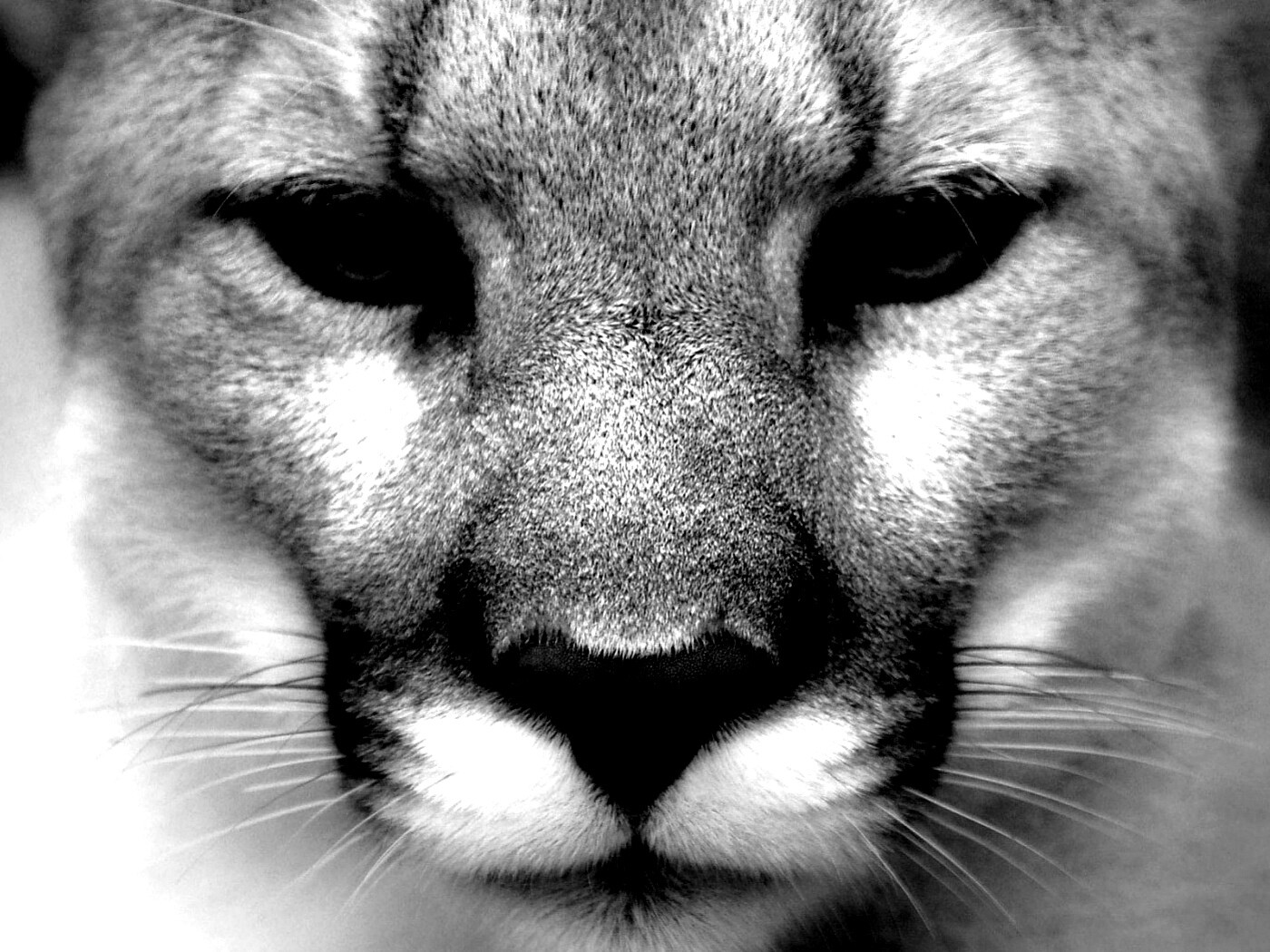 Взгляд большой кошки обои