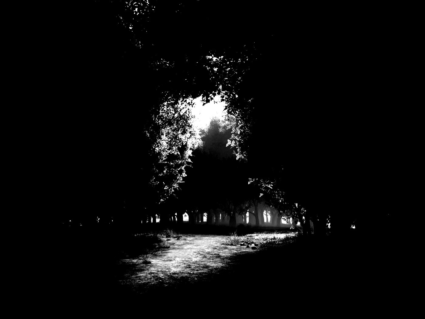 Сумерки в волшебном лесу обои