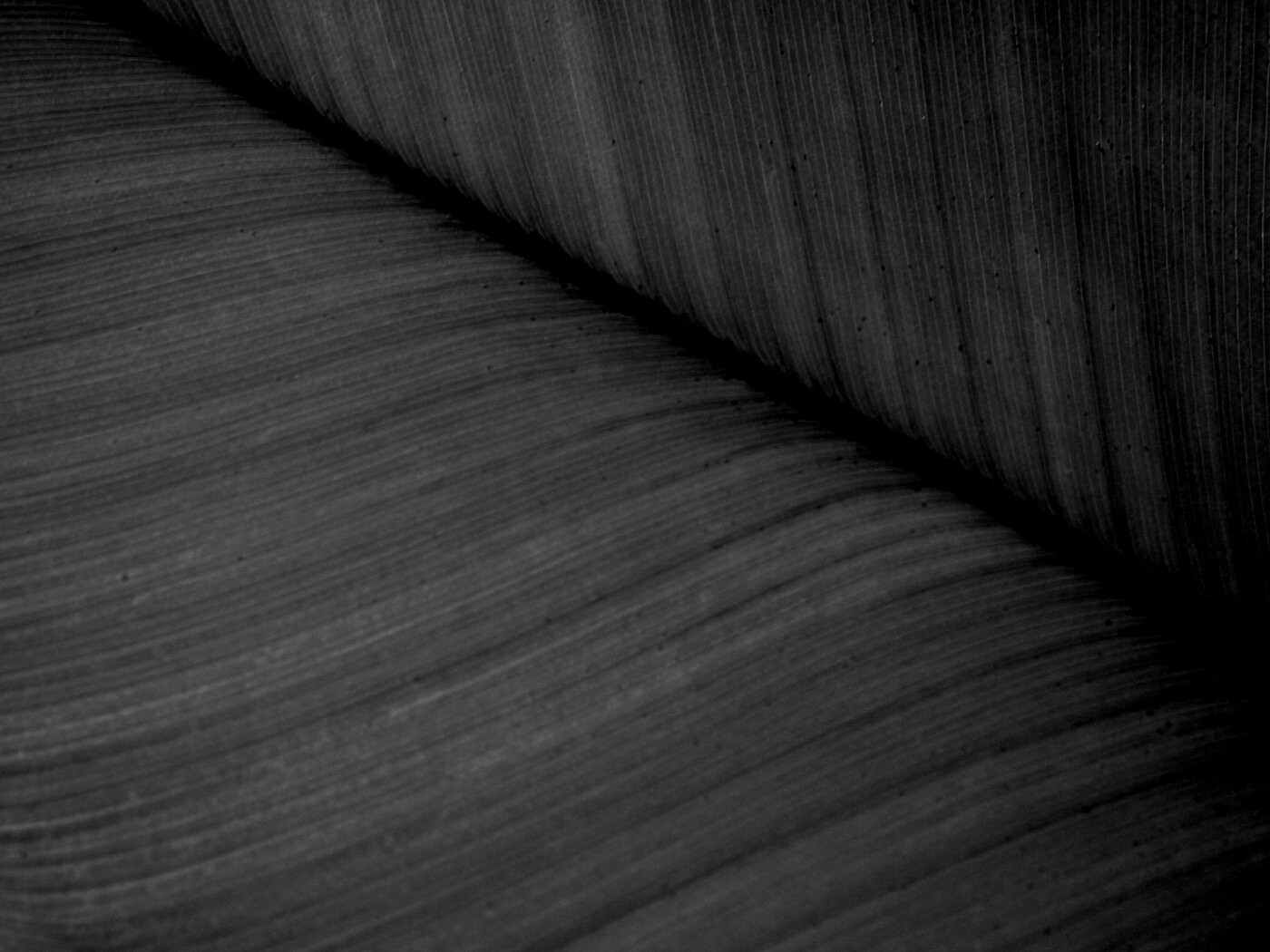 Зеленый лист обои