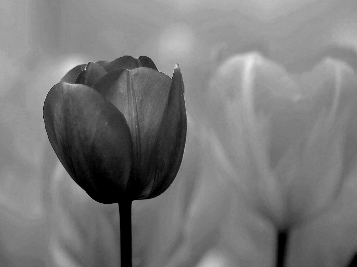 Красный тюльпан обои