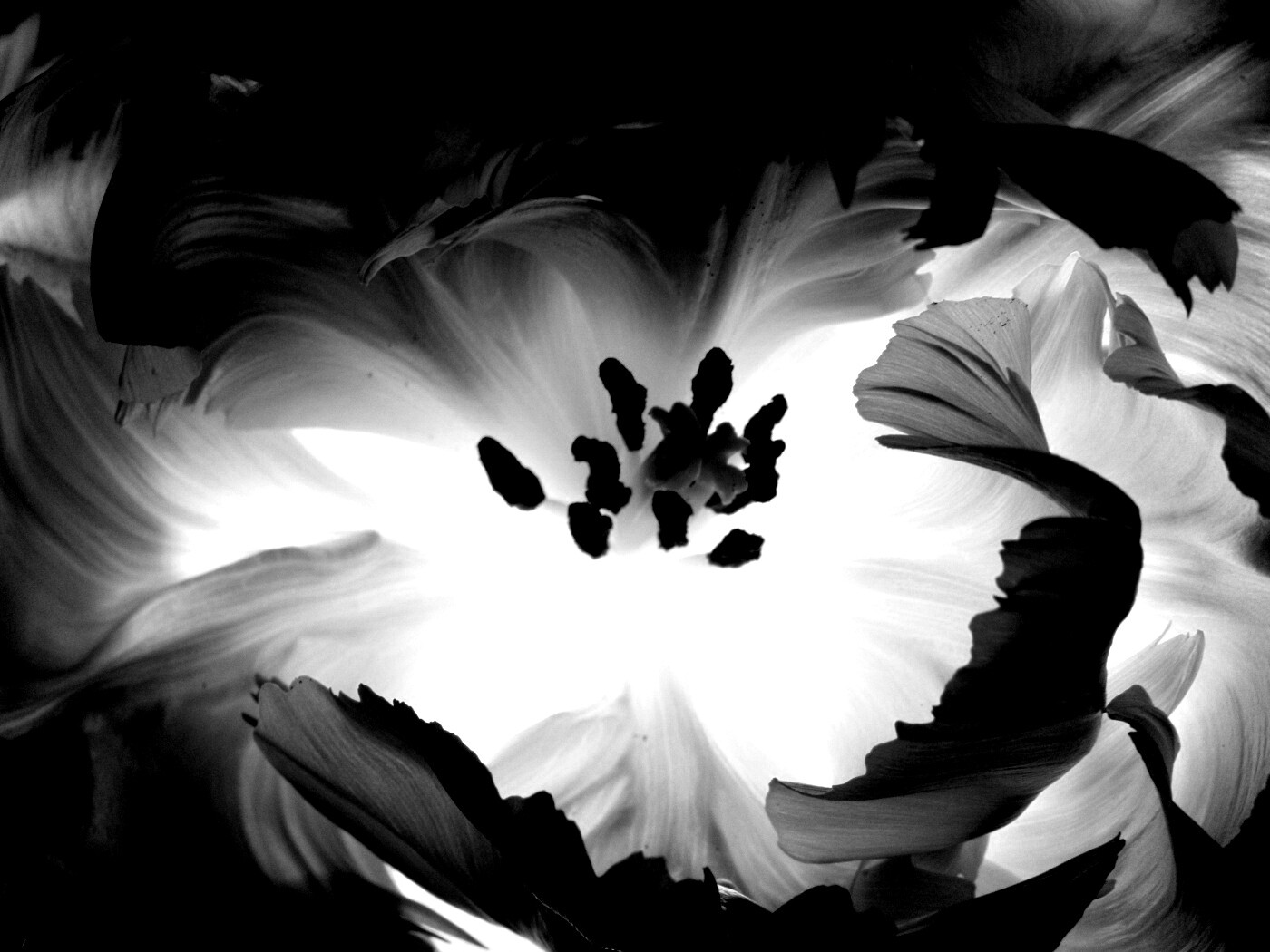 Пылающий цветок обои