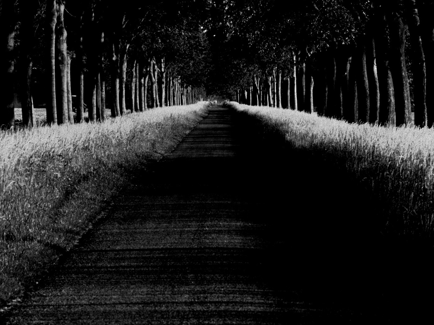 Живописная аллея обои