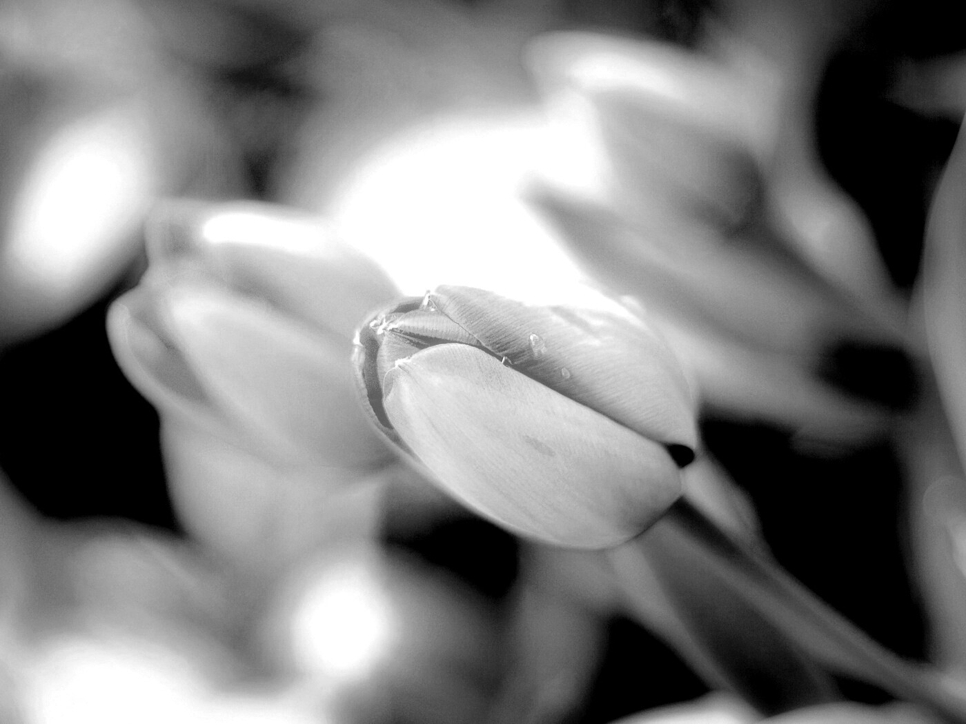 Красивый тюльпан обои