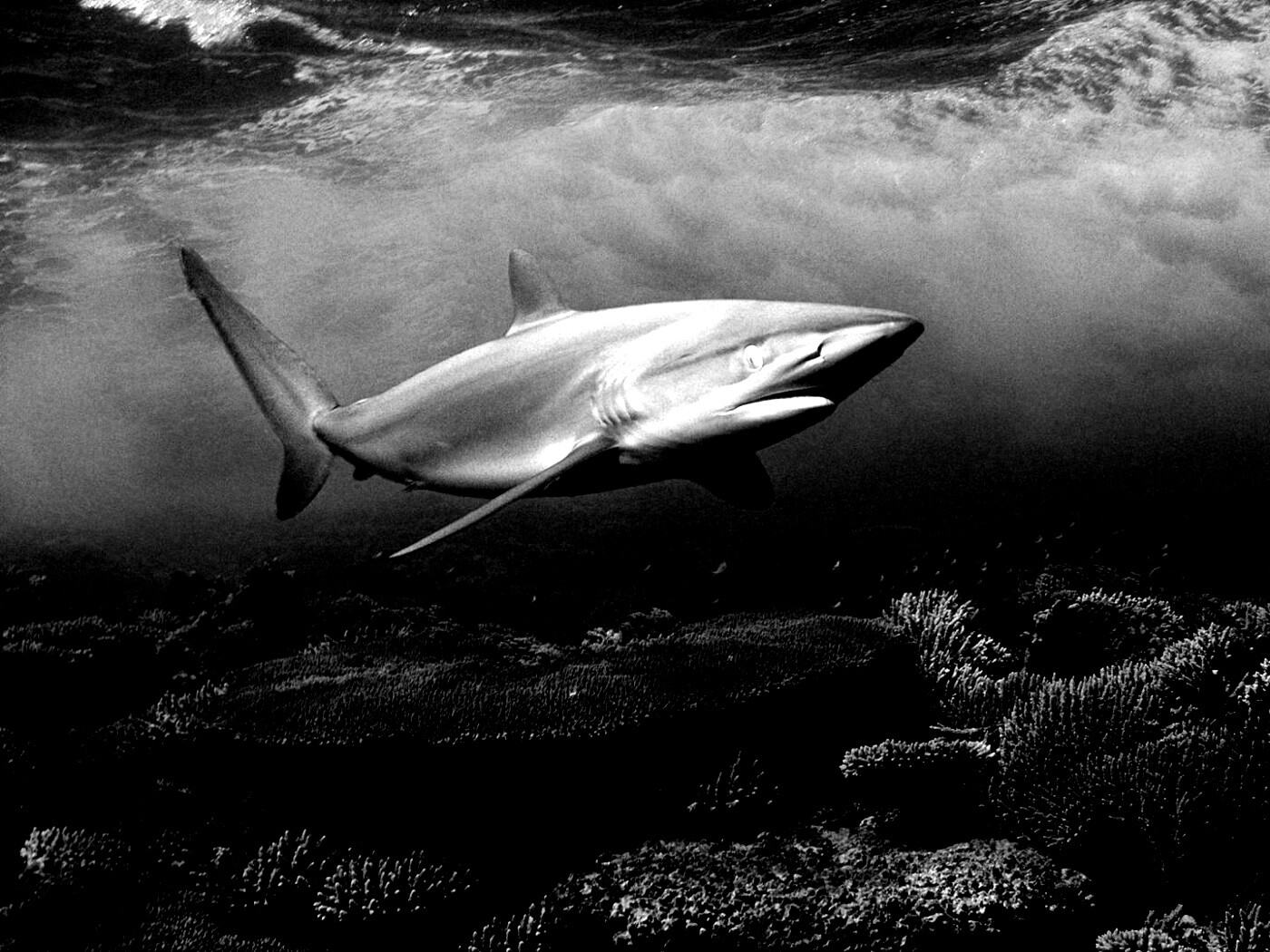 Акула в море обои