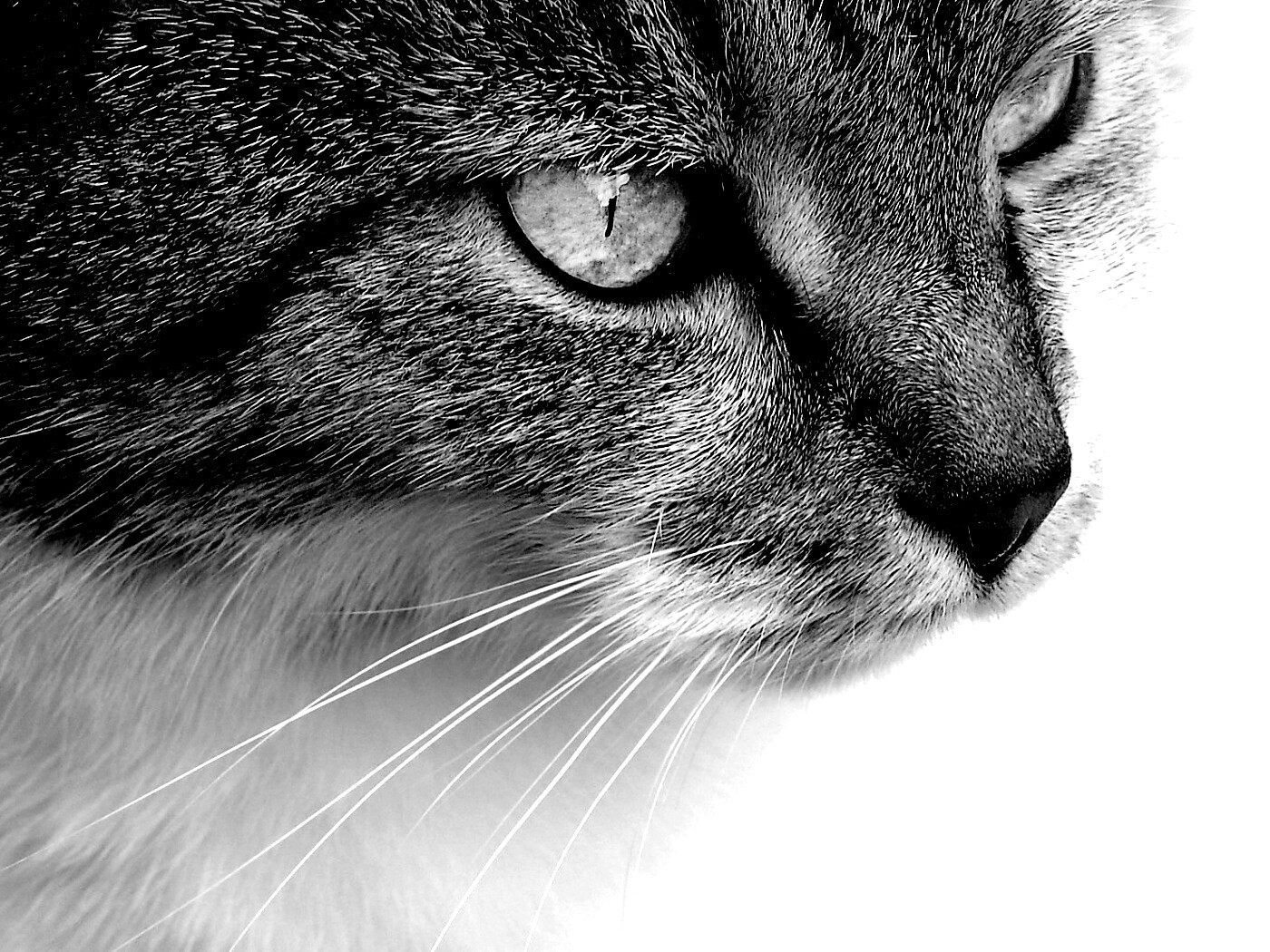 Очень красивый кот обои