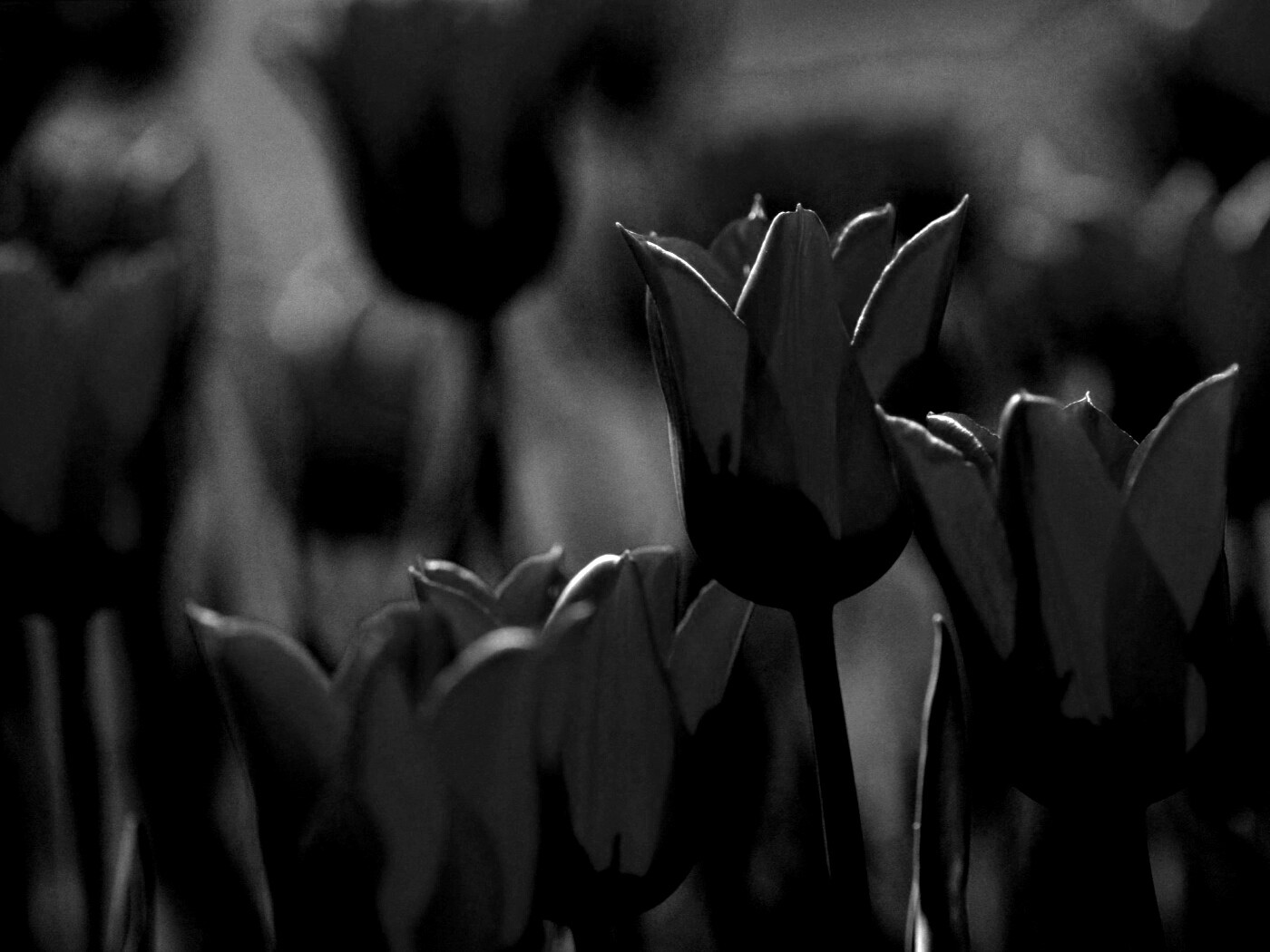 Красные цветы обои