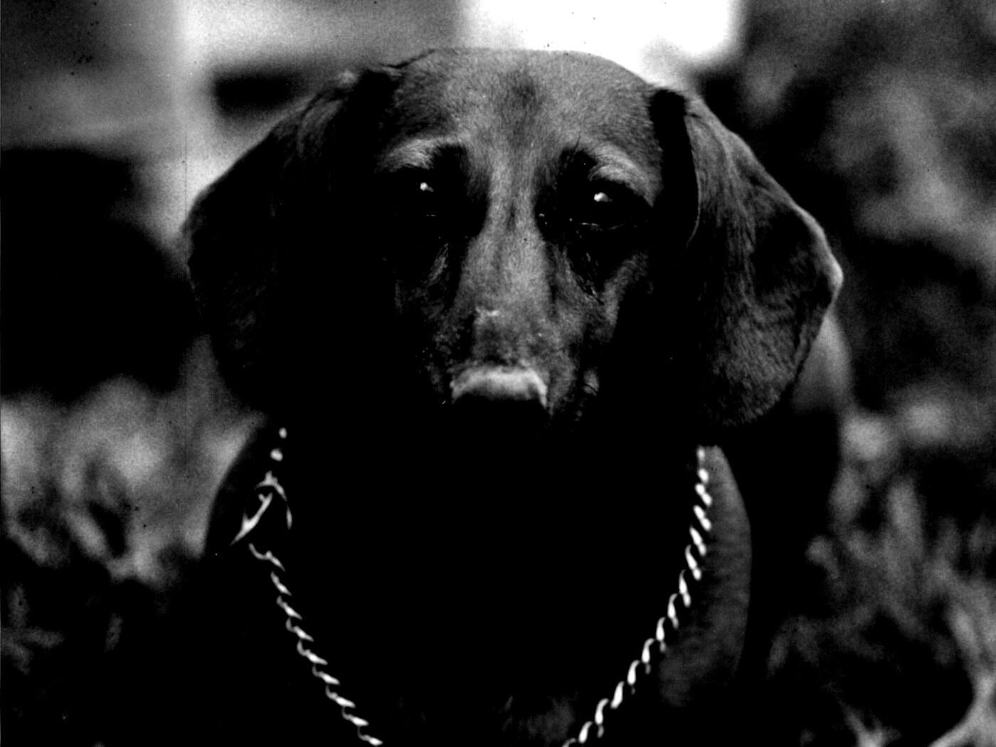 Рыжая такса обои