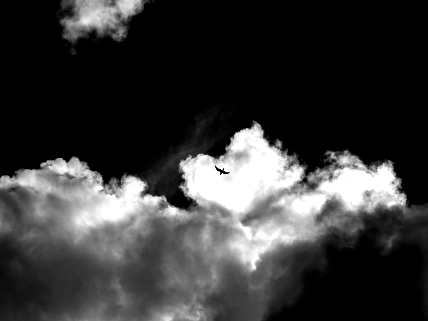 Птица в небе обои