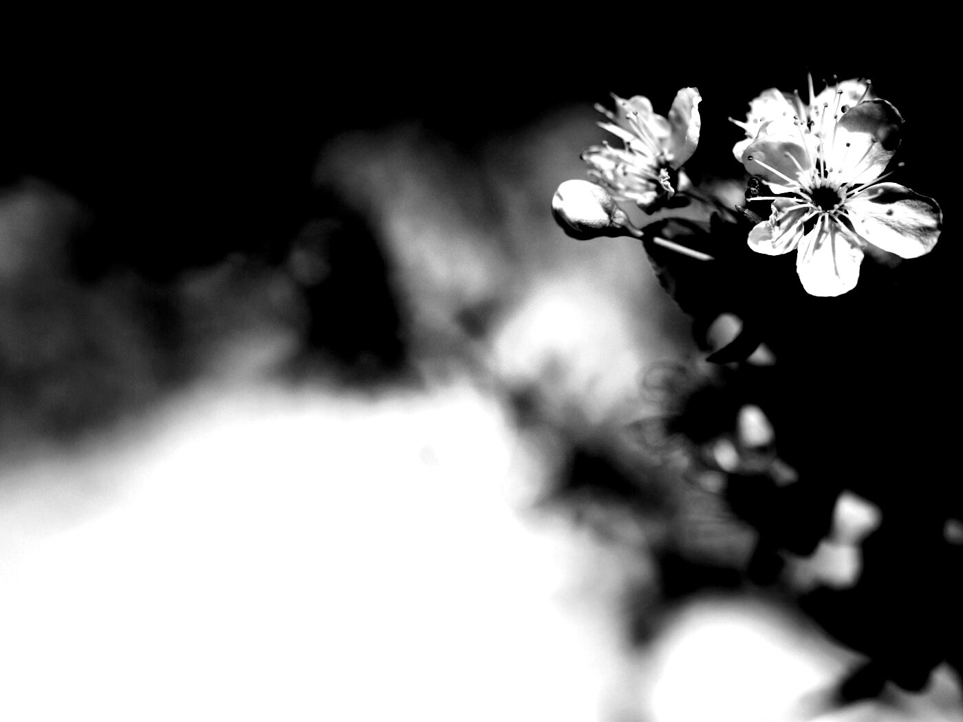 Цветок вишни обои